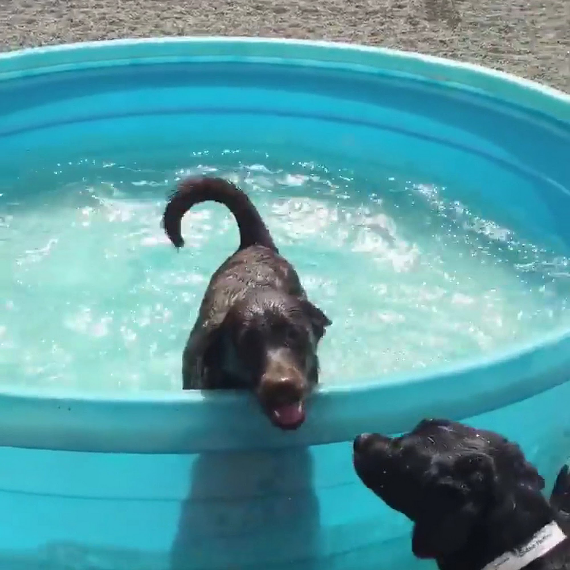 Vintage Dog Ranch Sonoma