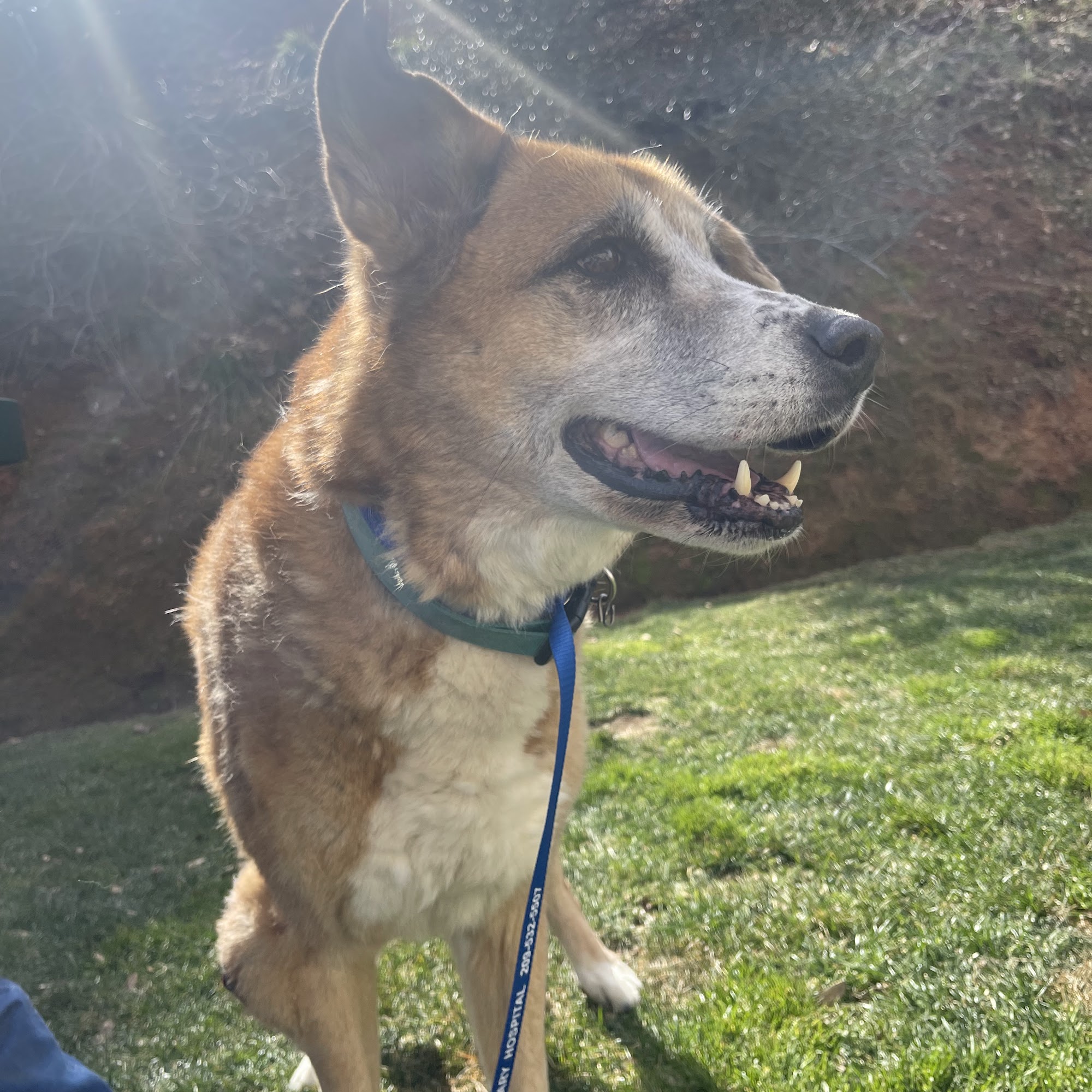 Mono Way Veterinary Hospital Sonora