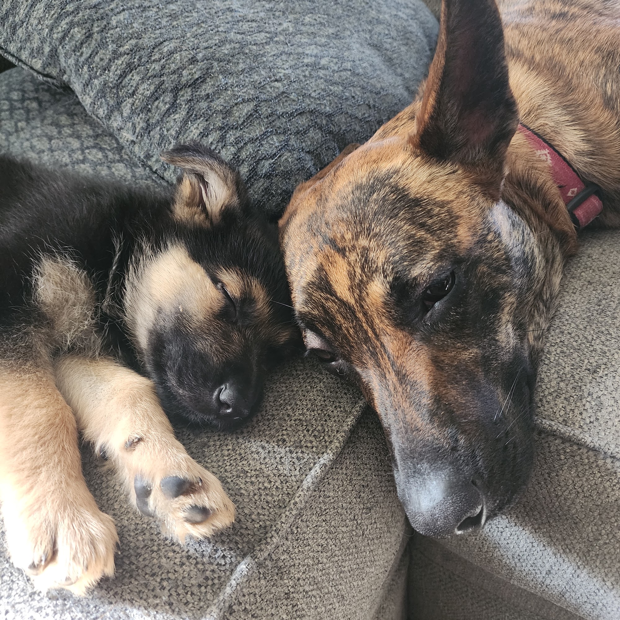 Mono Way Veterinary Hospital: Gerich Lill DVM Sonora