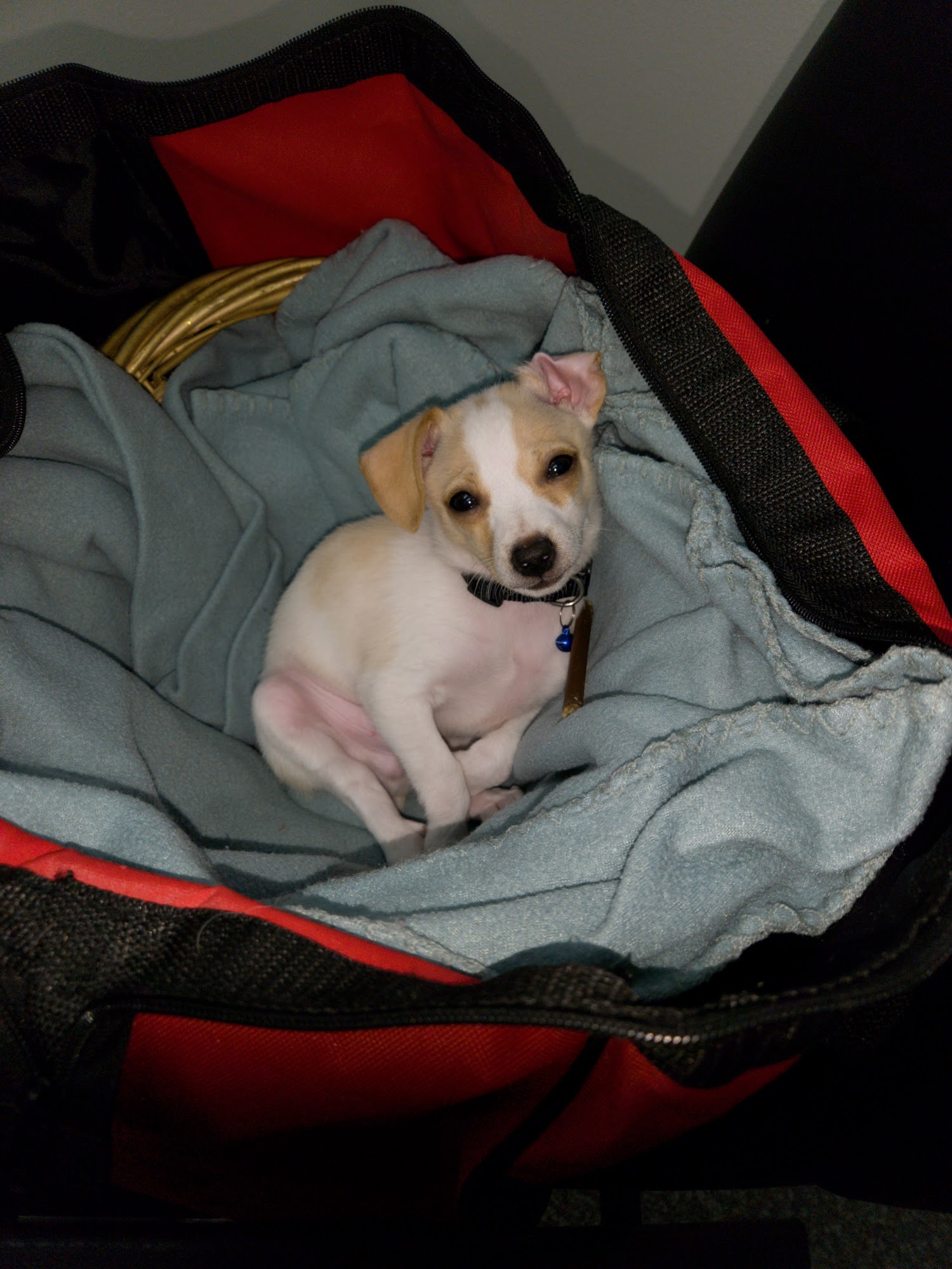 Corrine's Pet Grooming Sonora