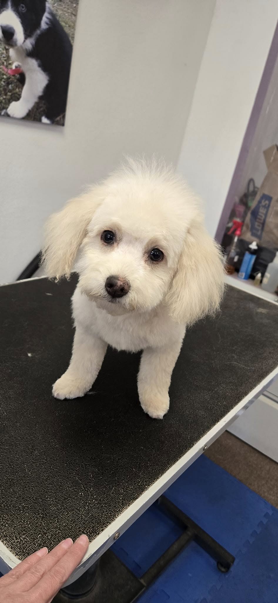 Yorkle & Friends Pet Salon Sonora