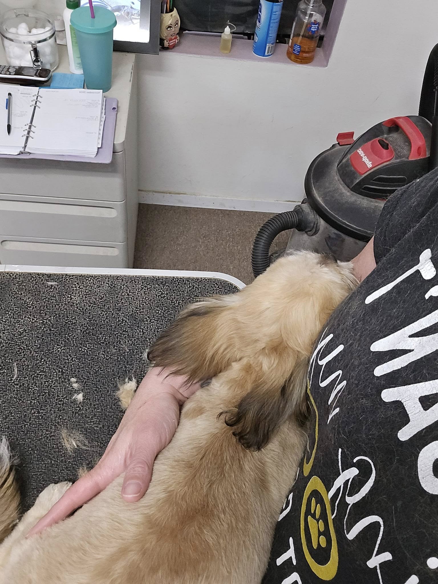 Yorkle & Friends Pet Salon Sonora