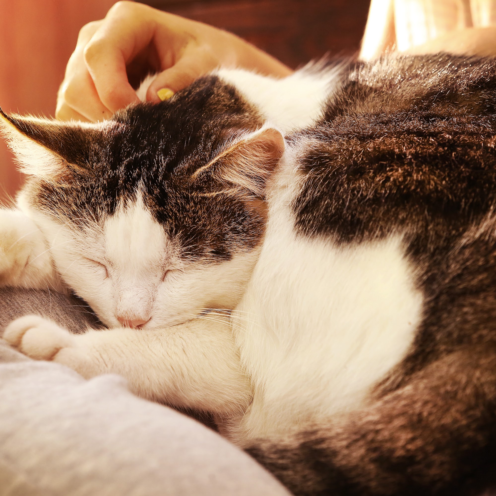 Peaceful Paws Veterinary Hospice Soquel