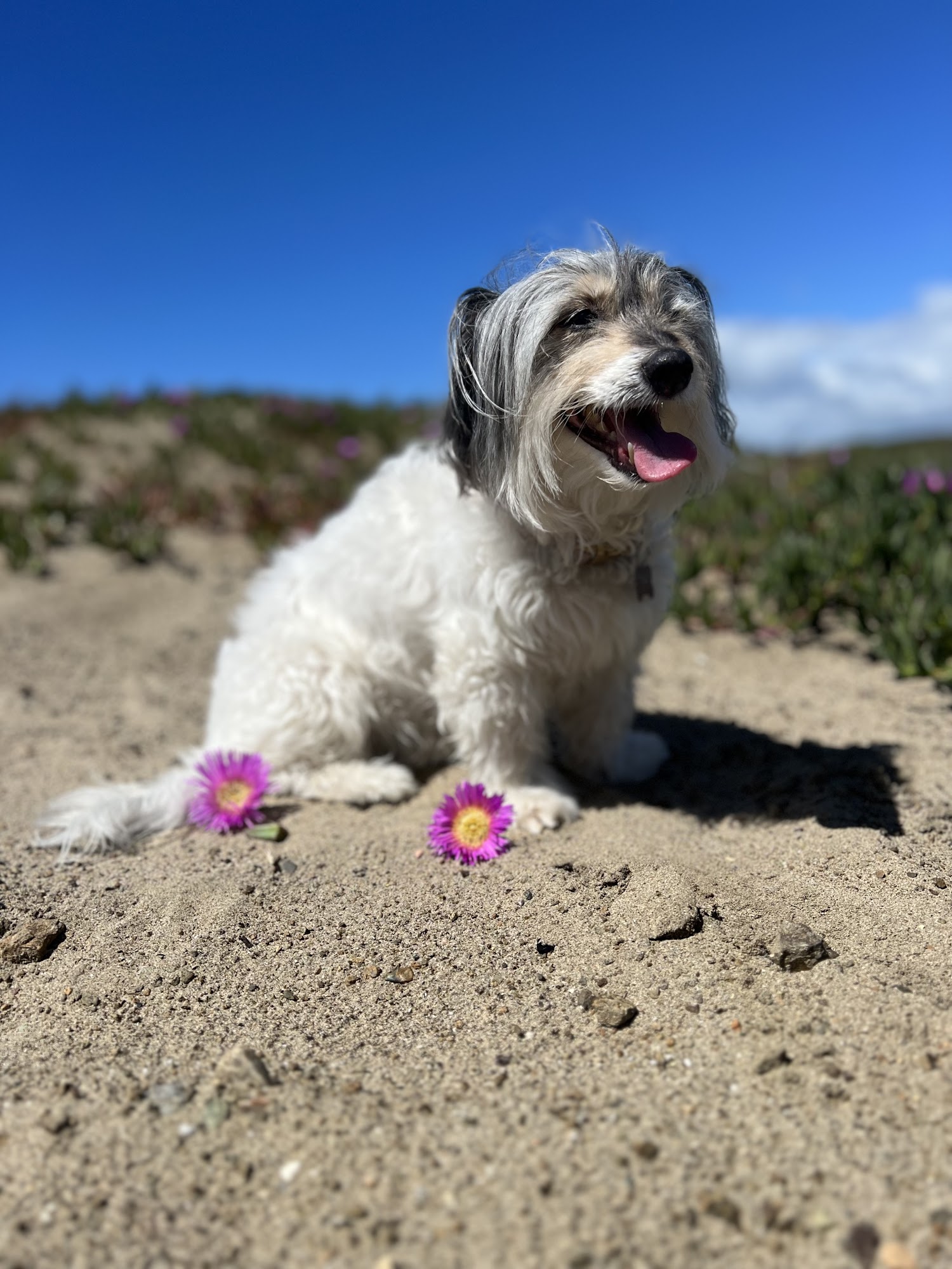 Peaceful Paws Veterinary Hospice Soquel