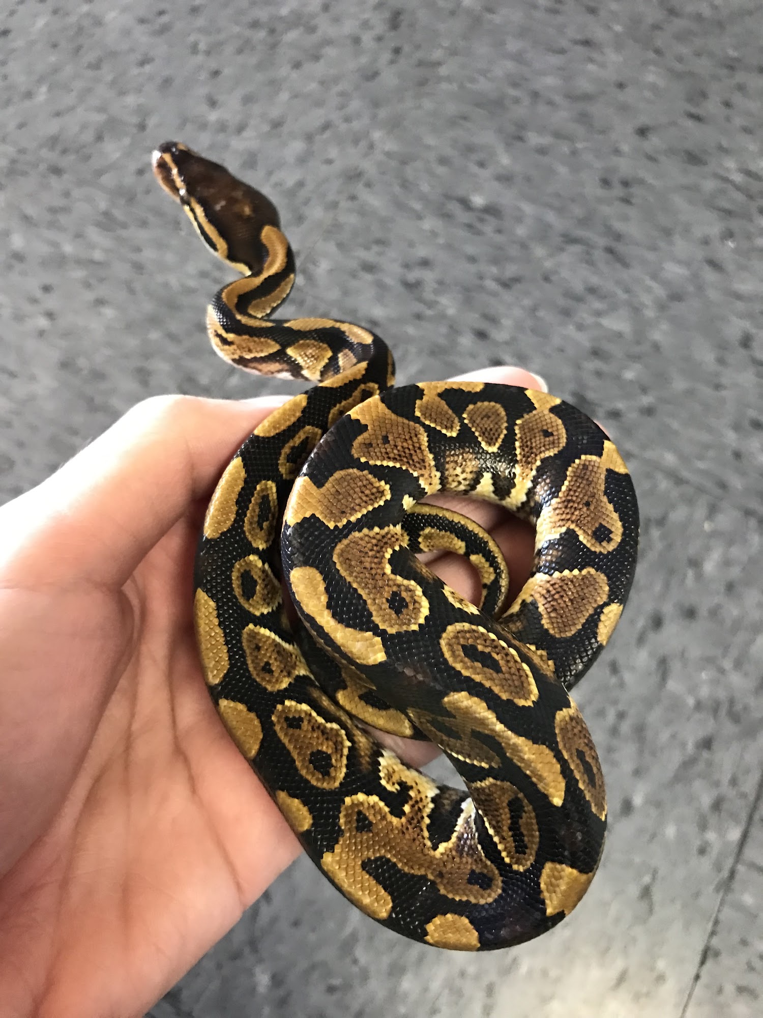 King Pet Shop South El Monte