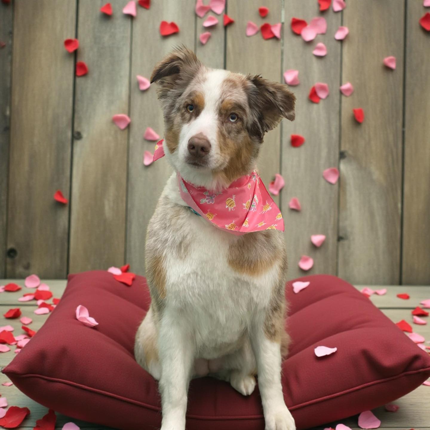 Waggily Ever after pet grooming llc. South Gate