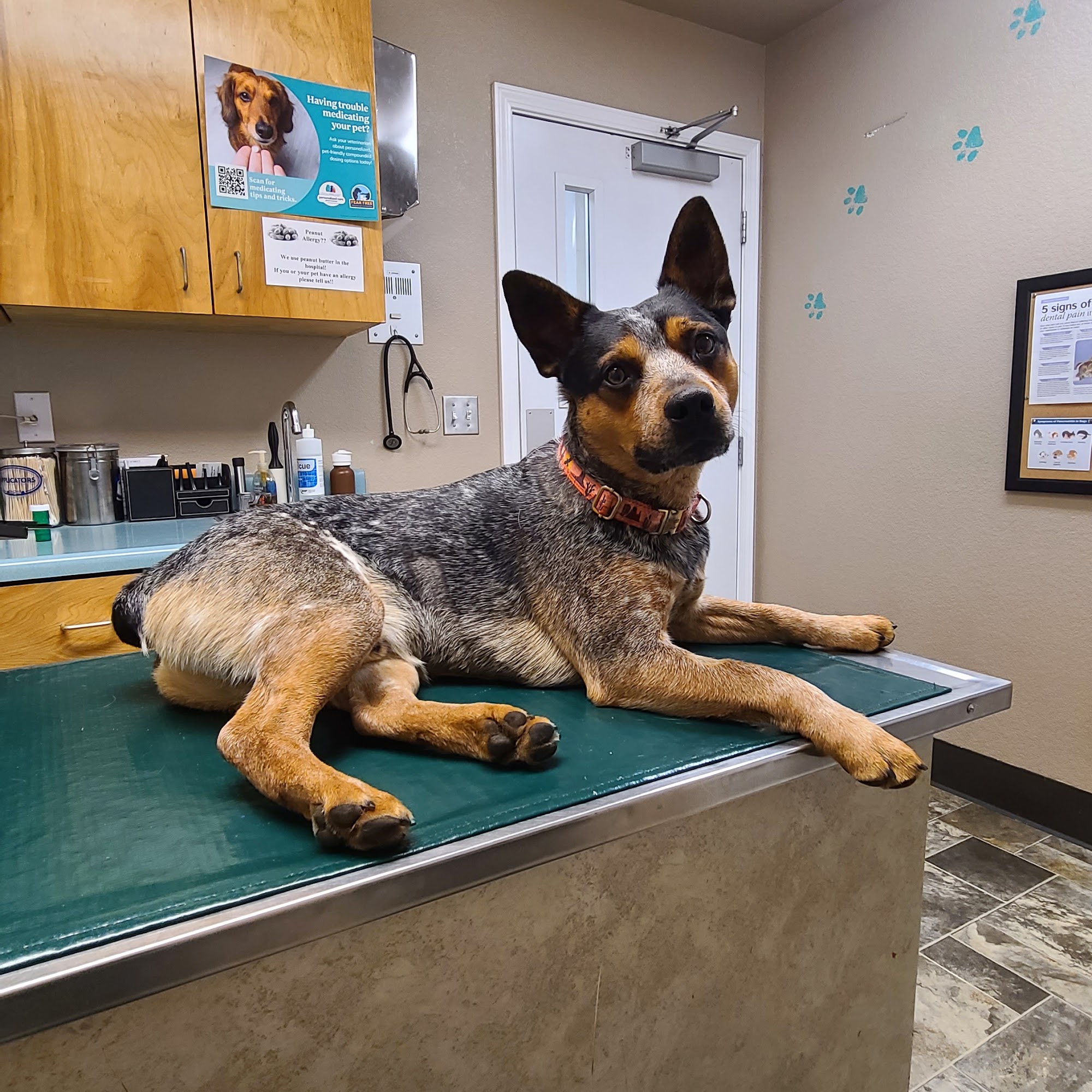 Alpine Animal Hospital South Lake Tahoe