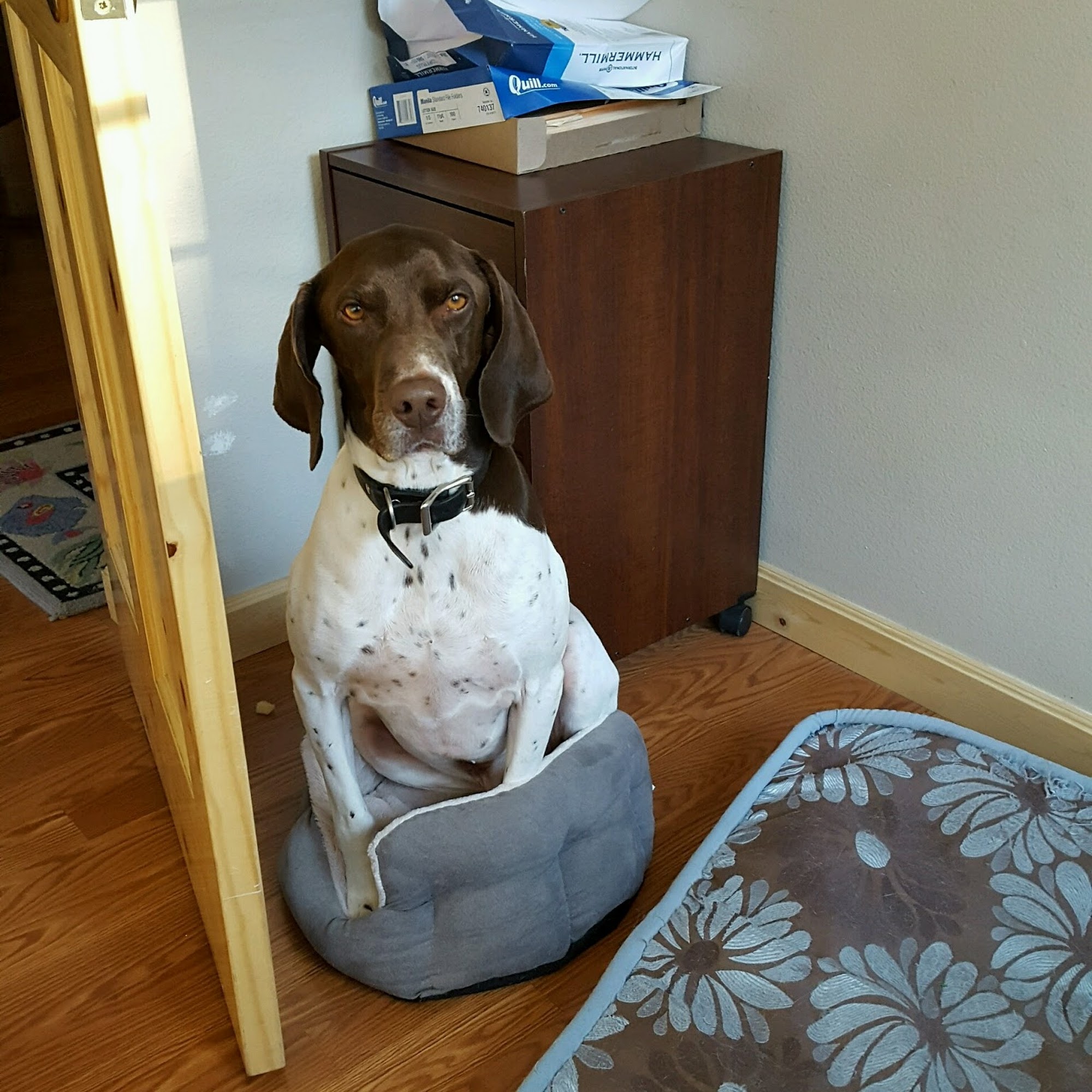 Blue Lake Animal Care Center South Lake Tahoe