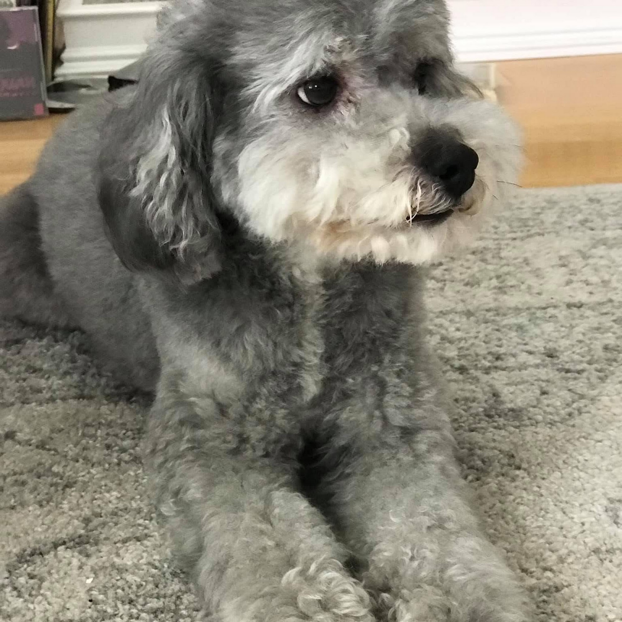 Bark 'n Bubbles South San Francisco