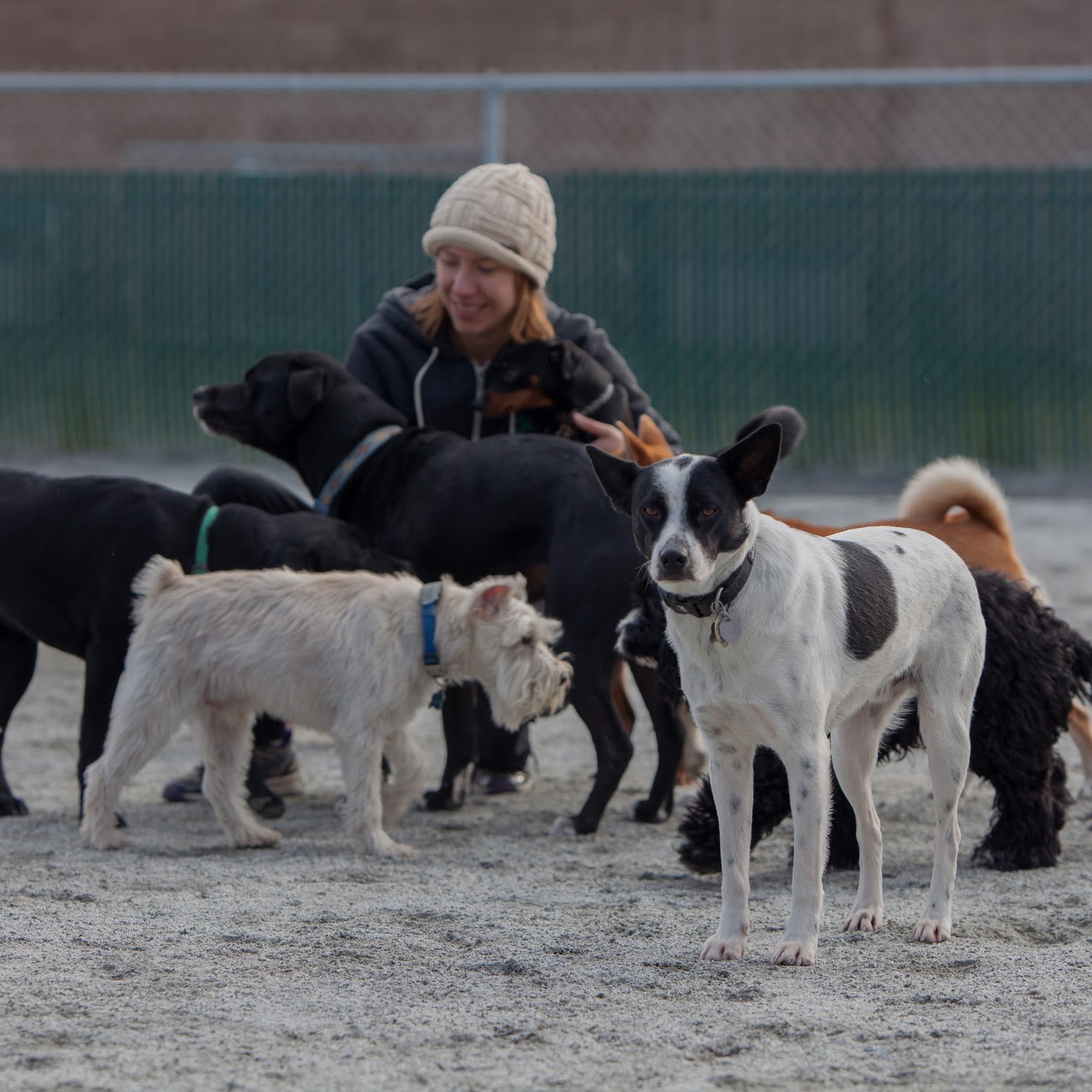 Here, Doggy! South San Francisco