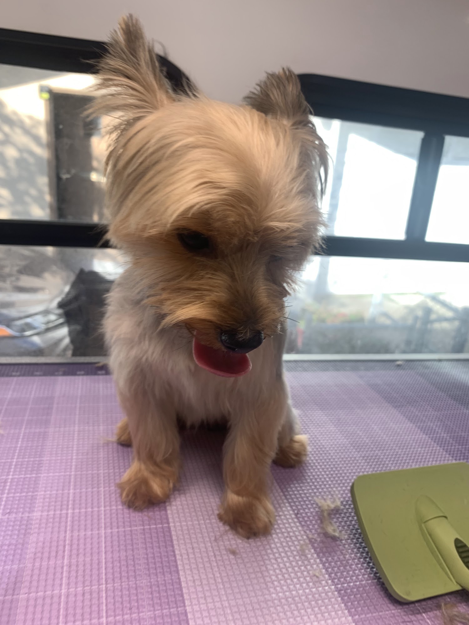 Rainbow Pet Groomer (Mobile) South San Francisco