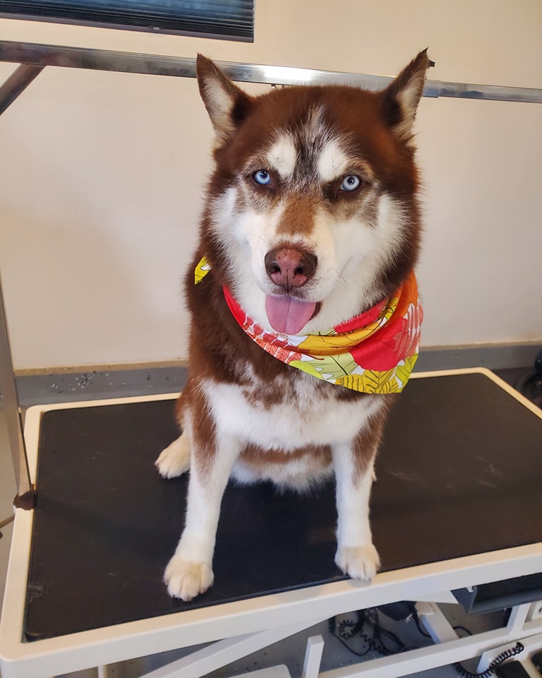 Sienna's grooming services and products Spring Valley