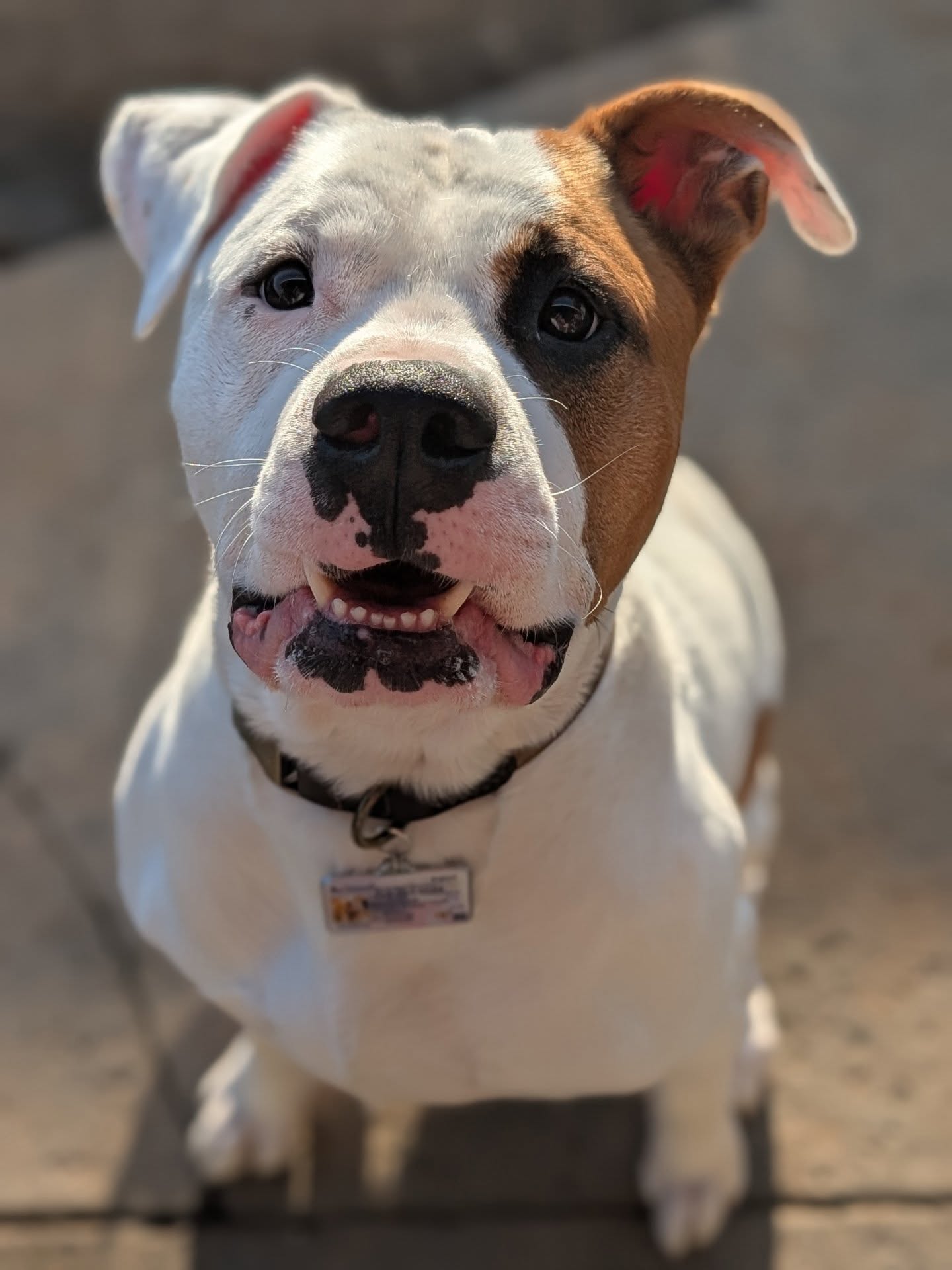 Strategic K9 Training LLC Spring Valley