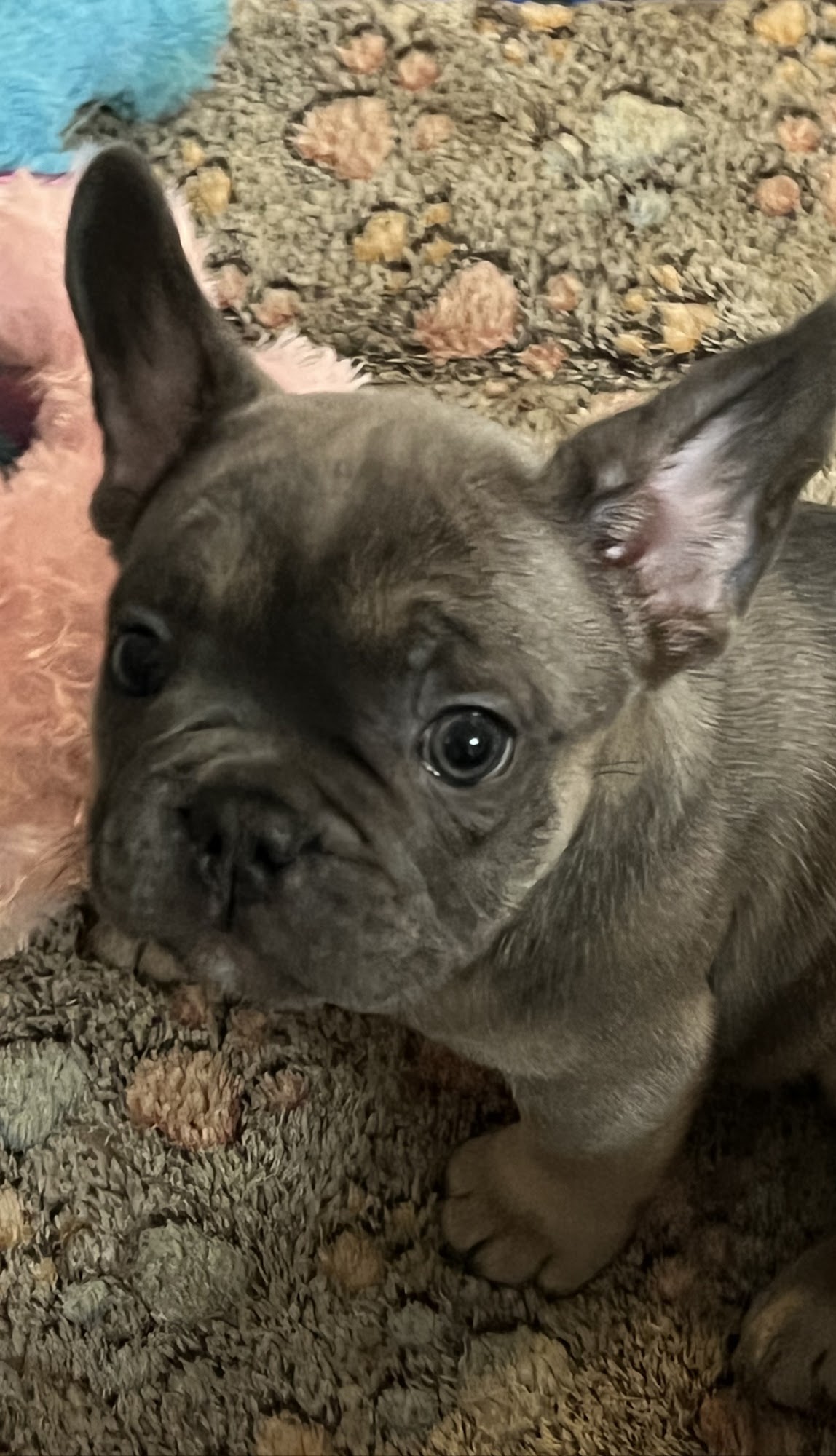 Melzano Frenchies Spring Valley