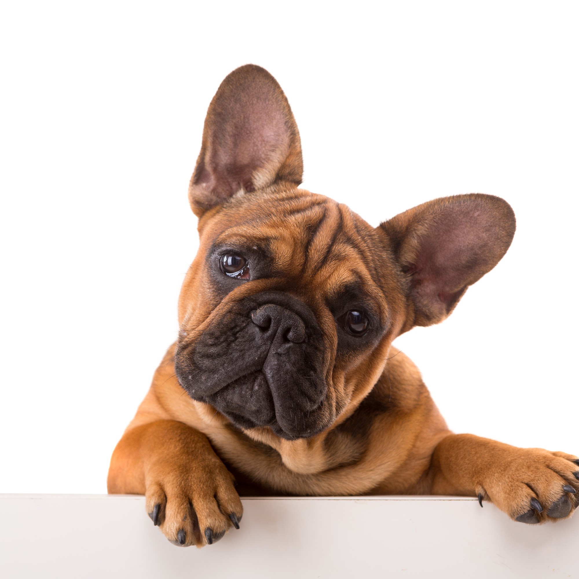 Melzano Frenchies Spring Valley