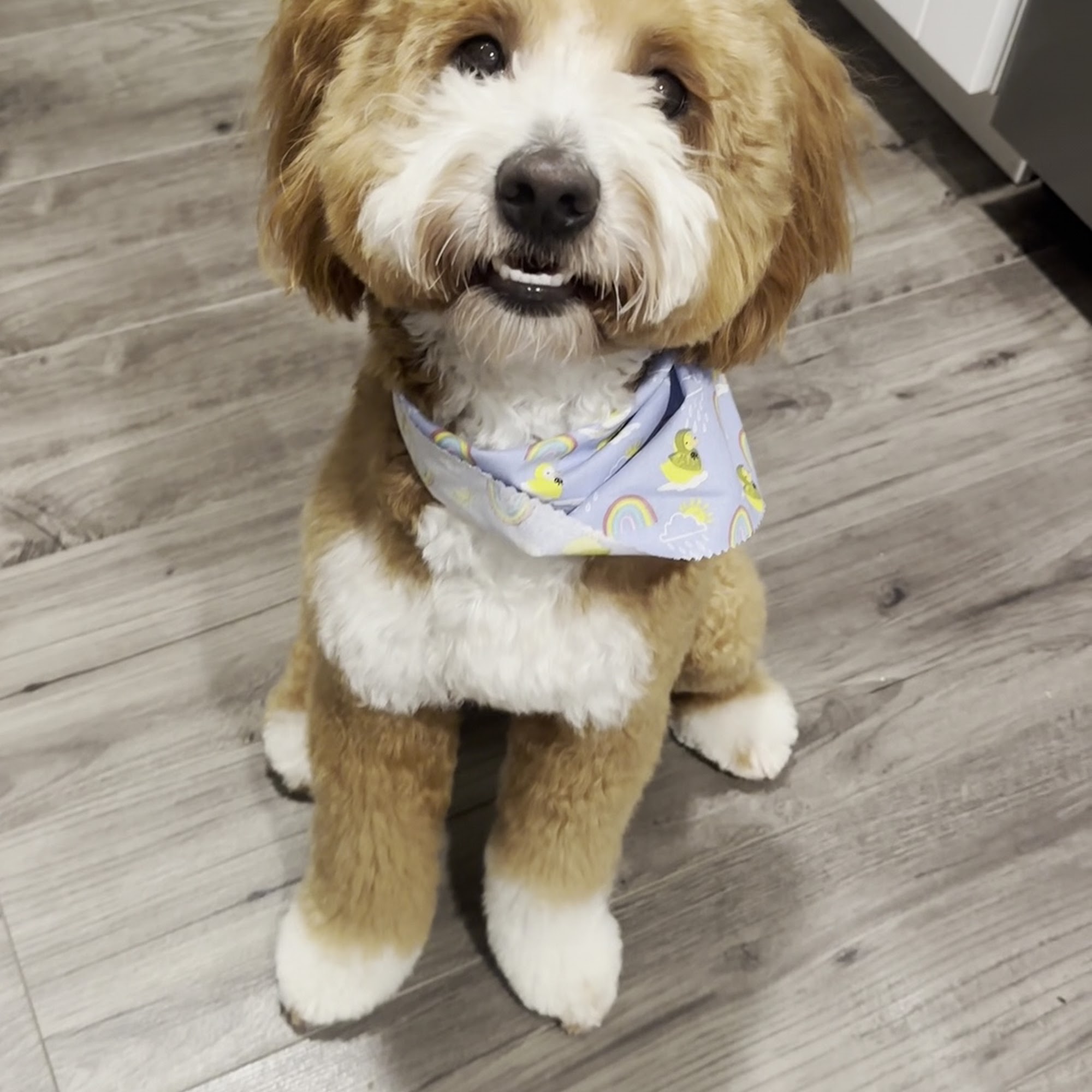Goldendog Grooming Spring Valley