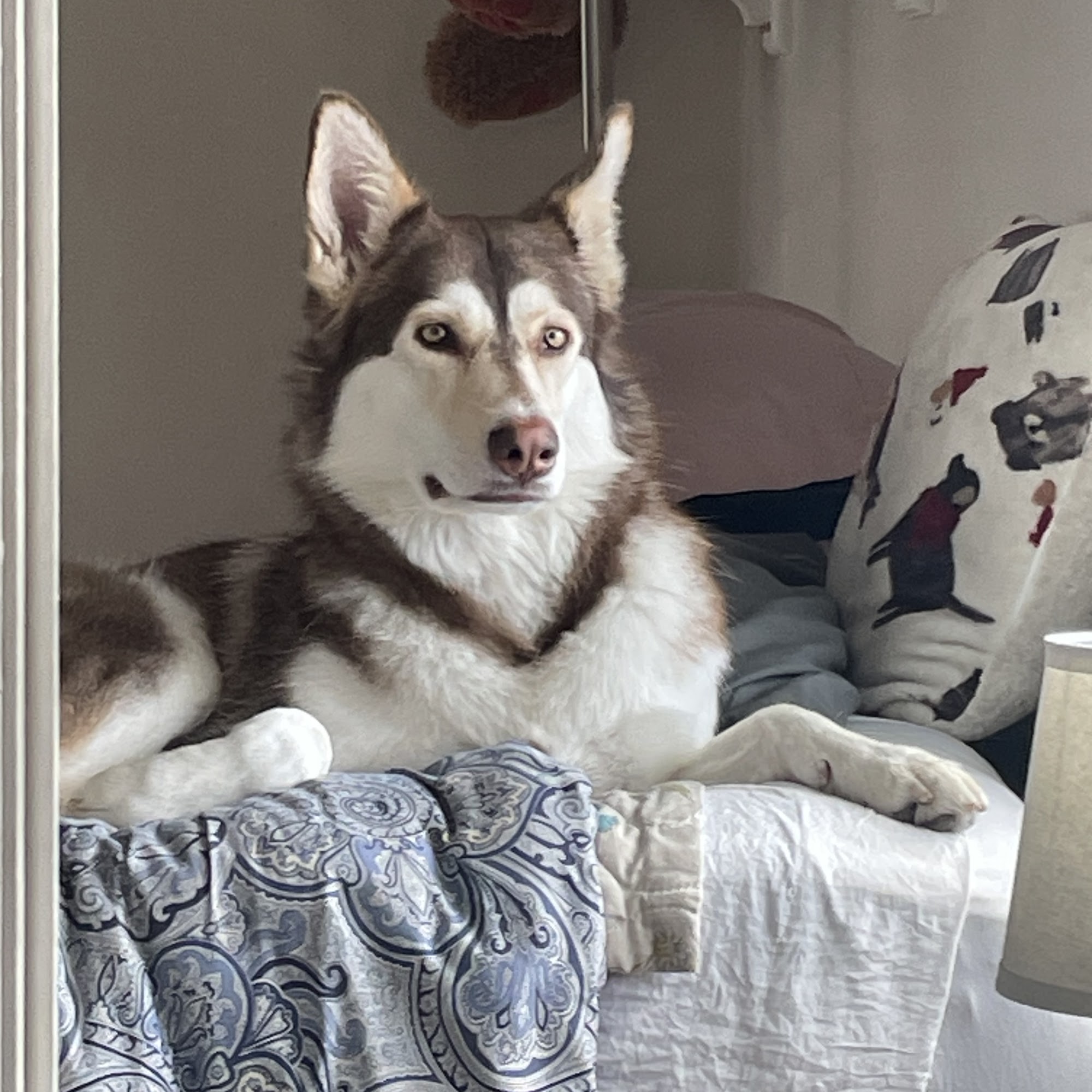 Grooming by Crossroads Pet resort Stanton