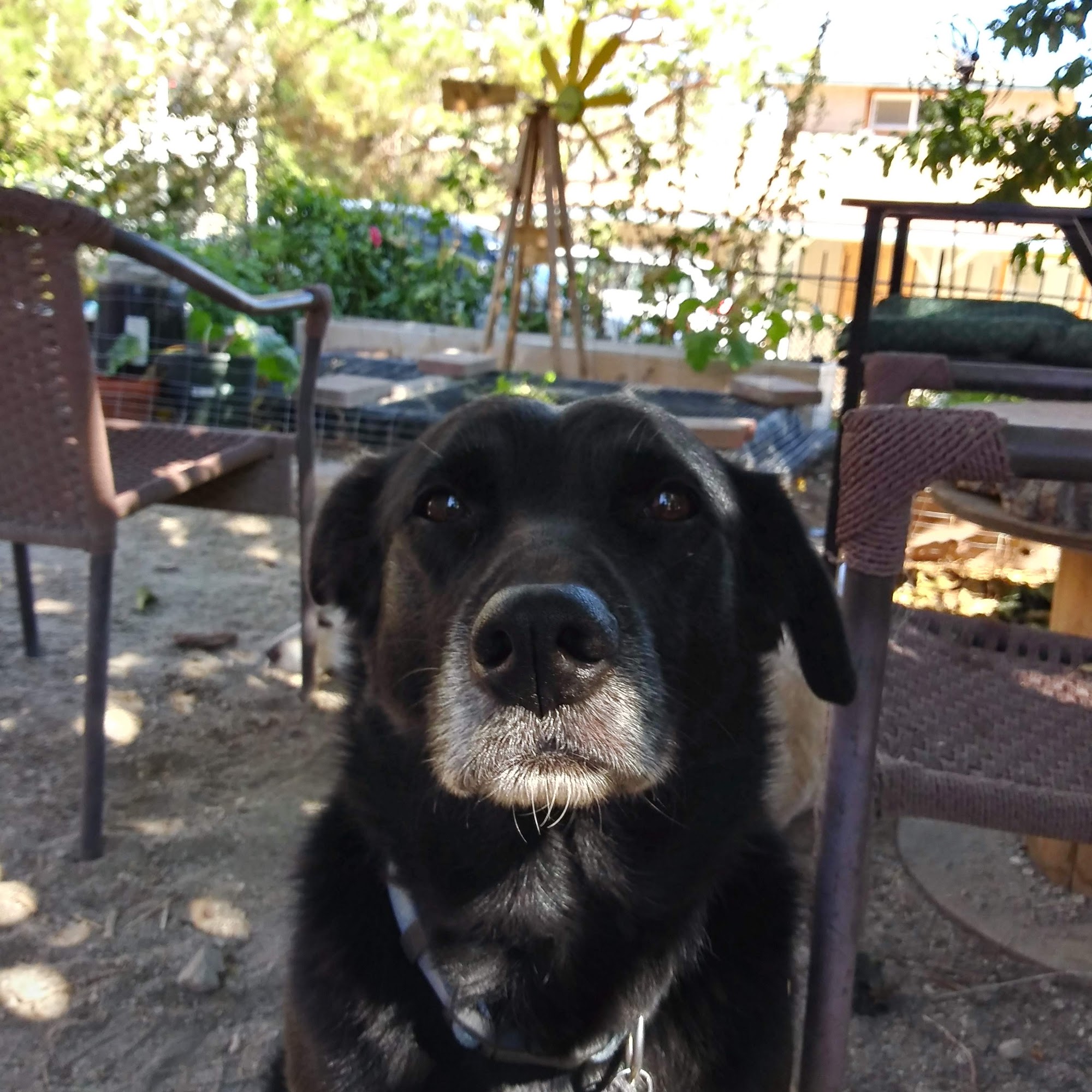 Pope Lisa A DVM Stevenson Ranch