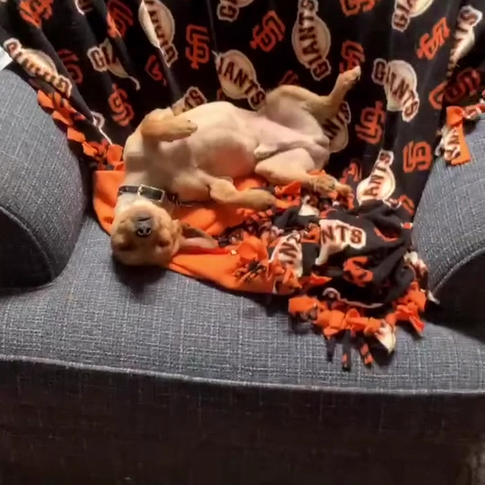 Rain N Cats N Dogs Stockton