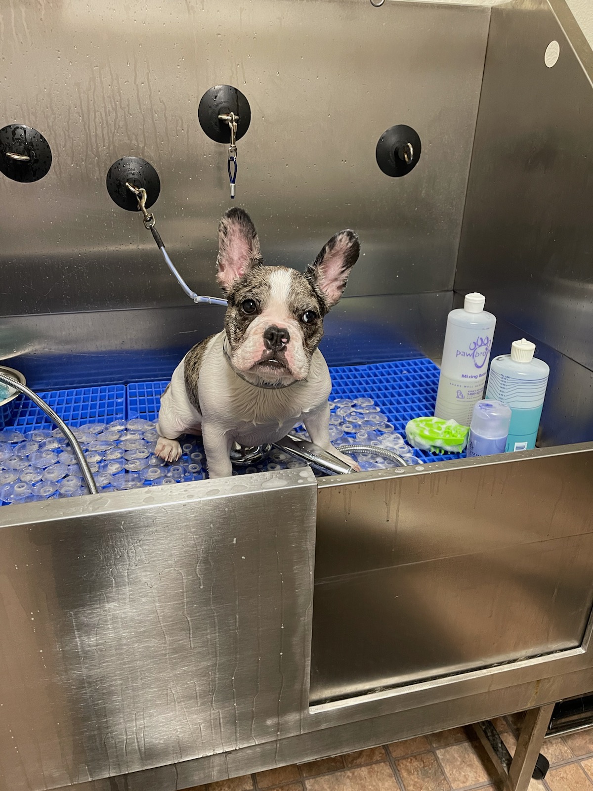 Happy Pawz Pet Grooming Stockton