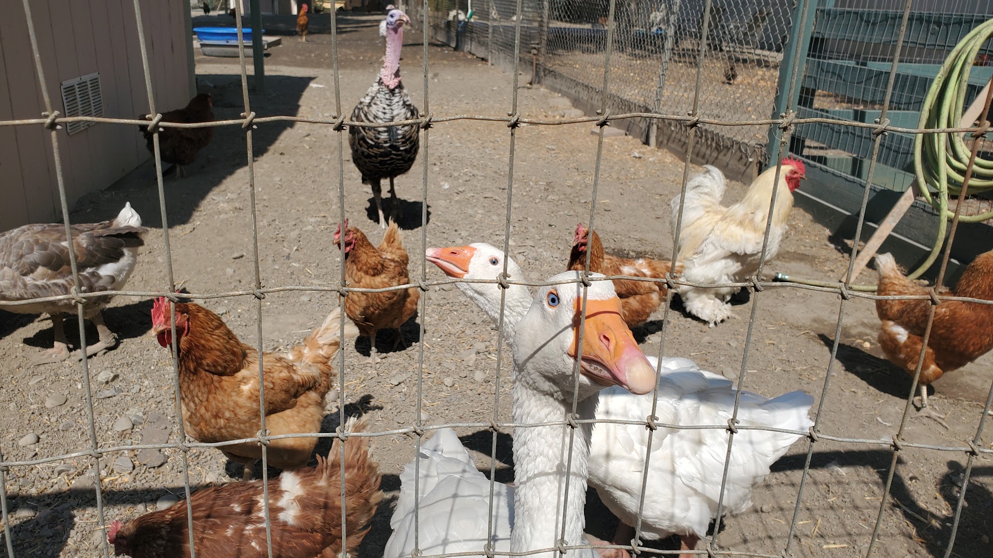 Harvest Home Animal Sanctuary Stockton
