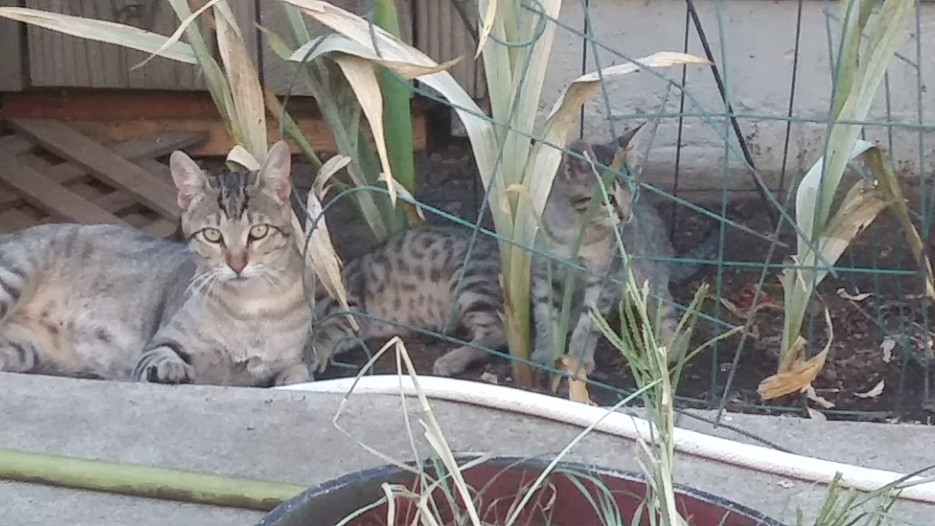 Animal Protection League Stockton