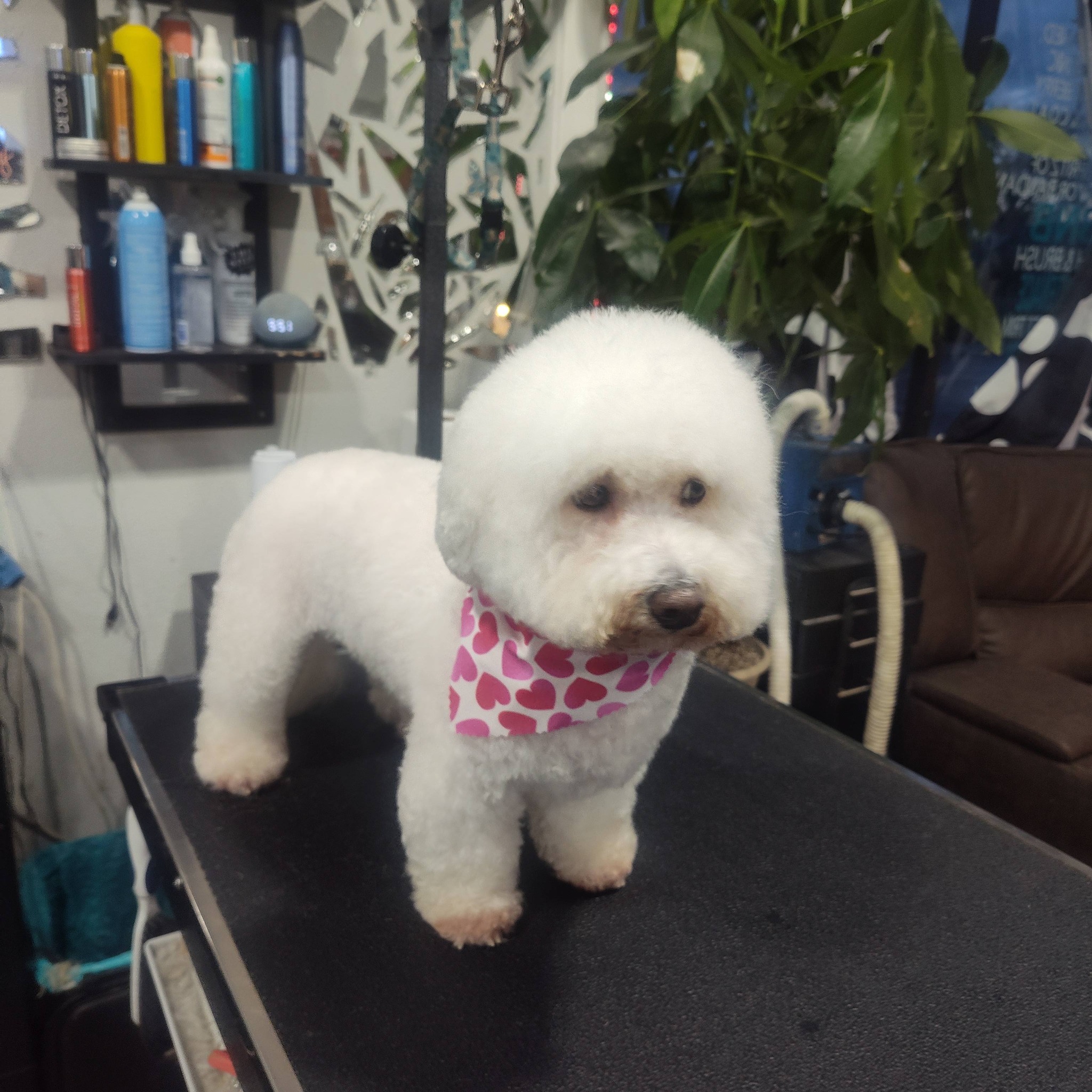 Pals with Paws grooming Stockton