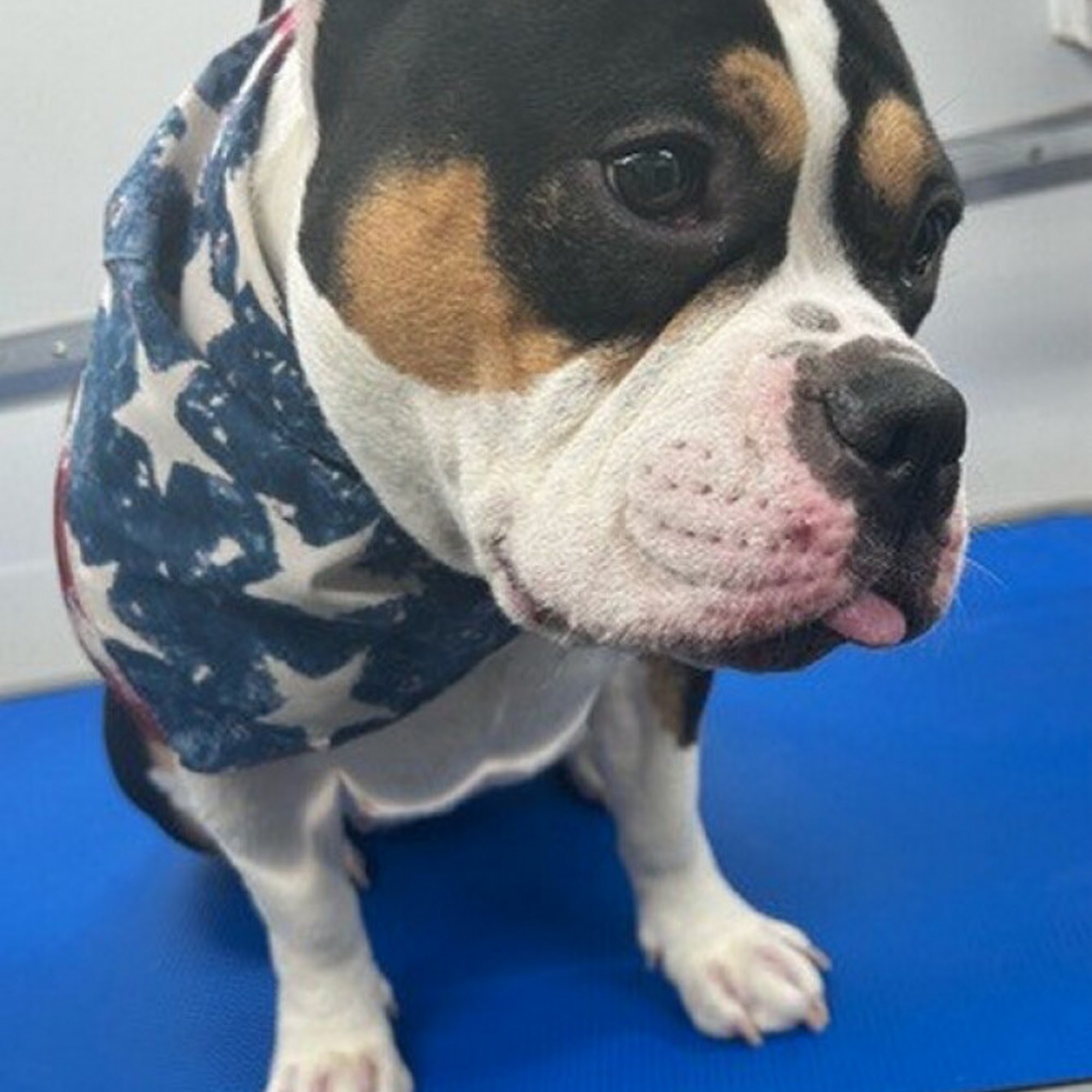 Alpha Grooming Pet Salon Stockton