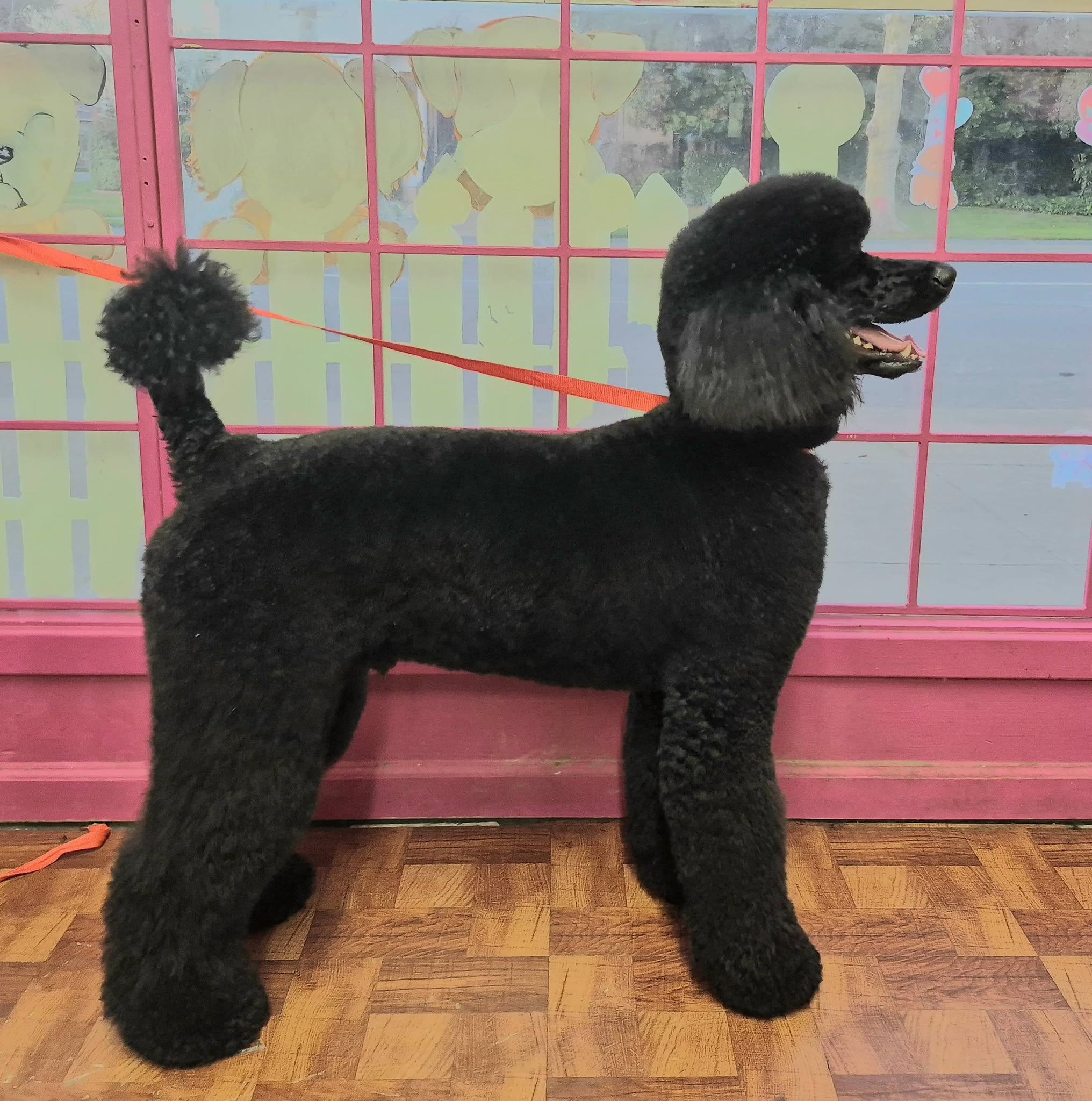 The Pink Puppy Dog Grooming Stockton