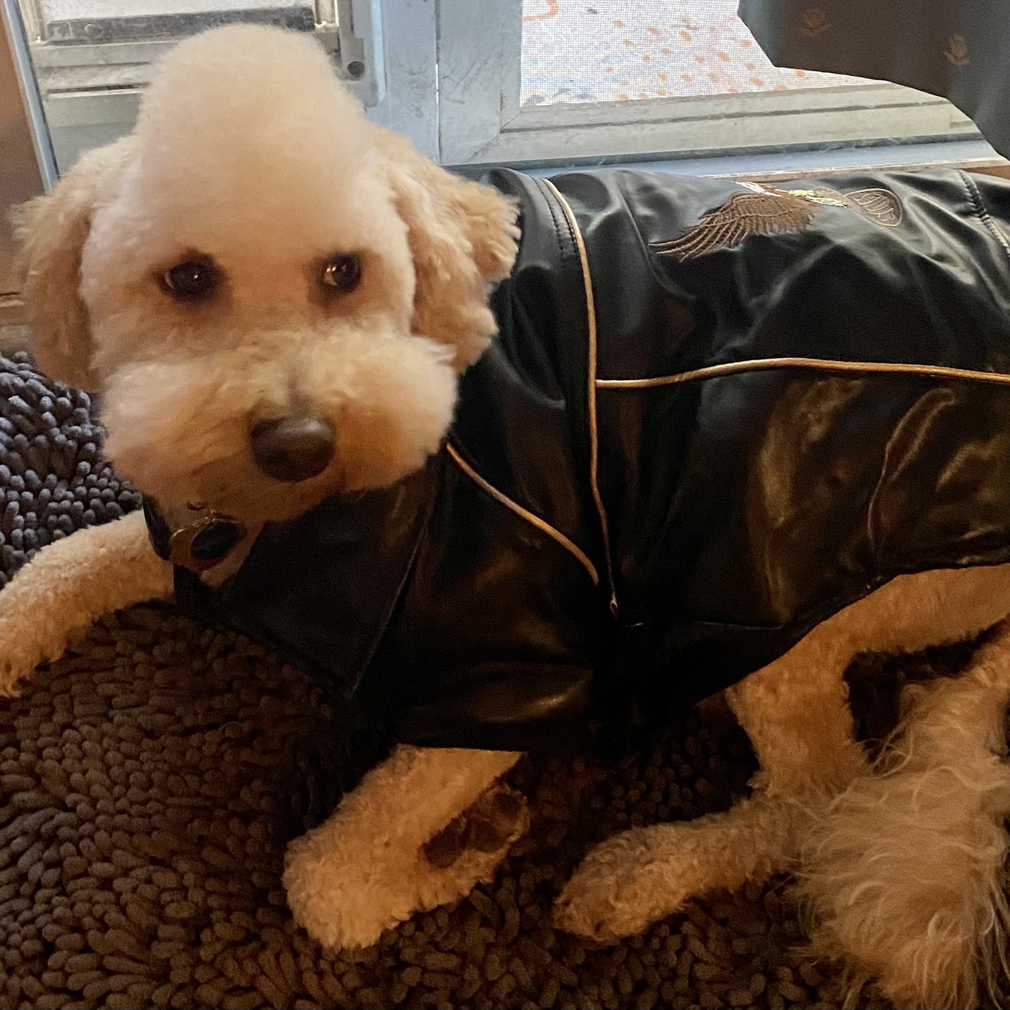 Above & Beyond Pet Grooming Stockton