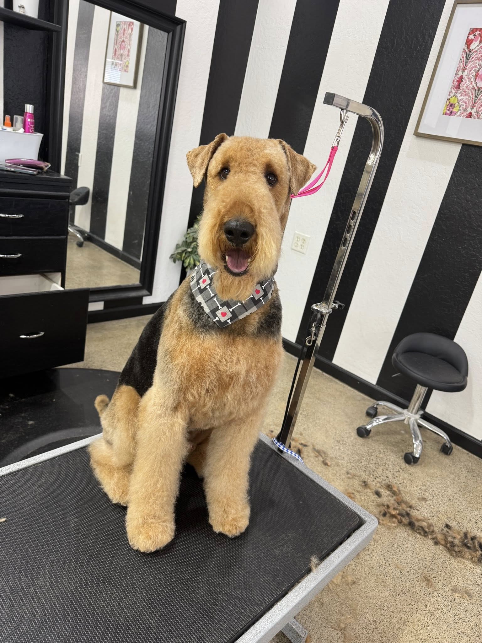 Above & Beyond Pet Grooming Stockton