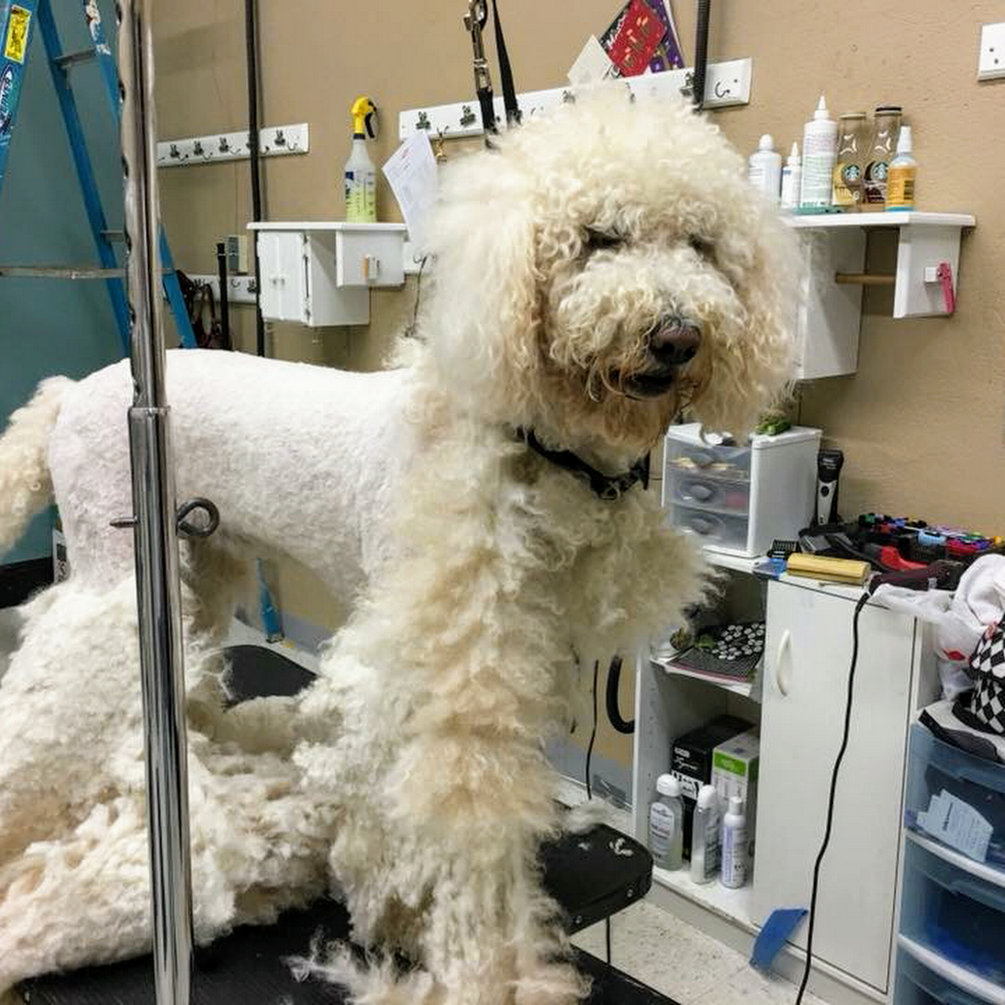 Francine’s pet care Stockton