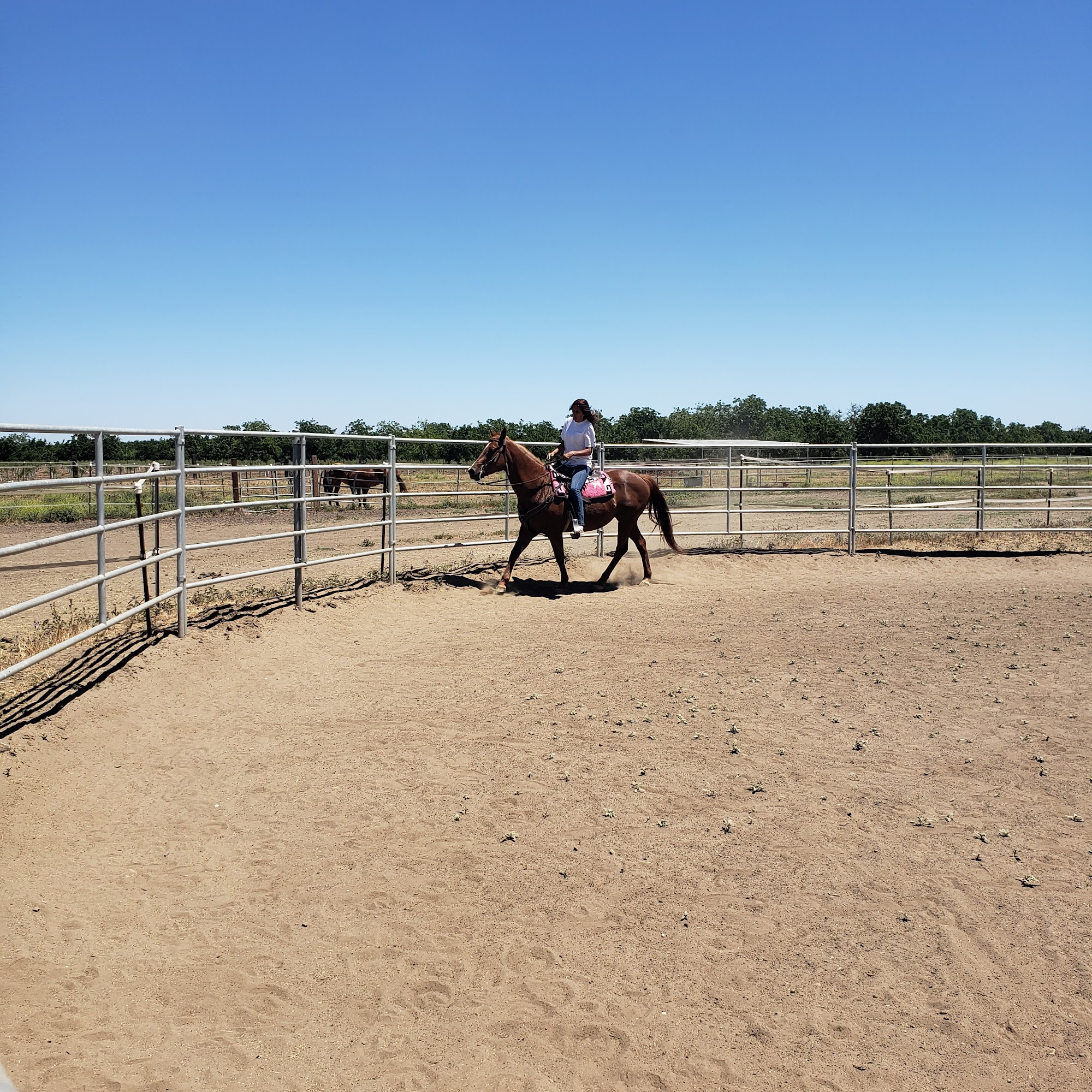 Alpine Boarding Stables Stockton