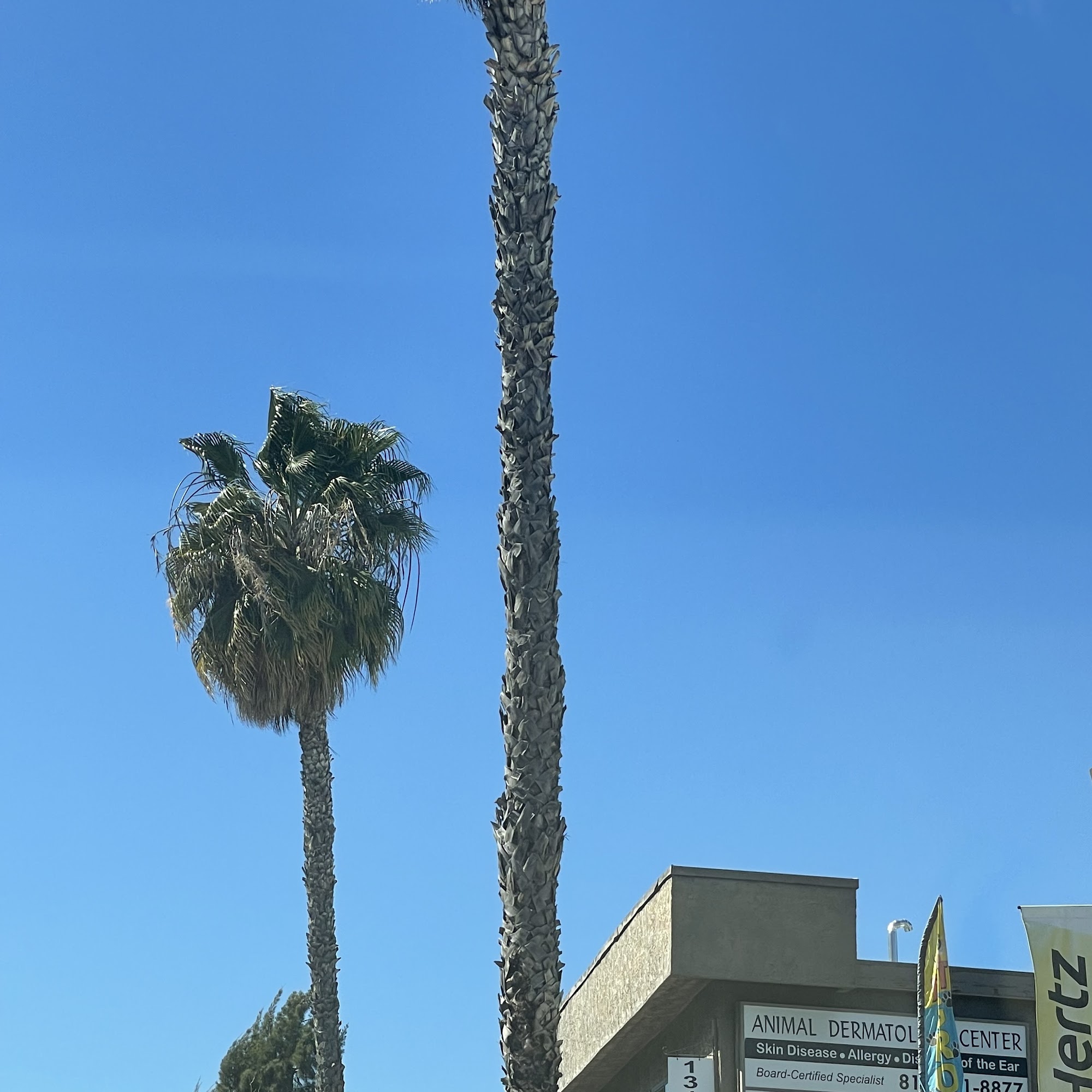 Animal Dermatology Center Studio City