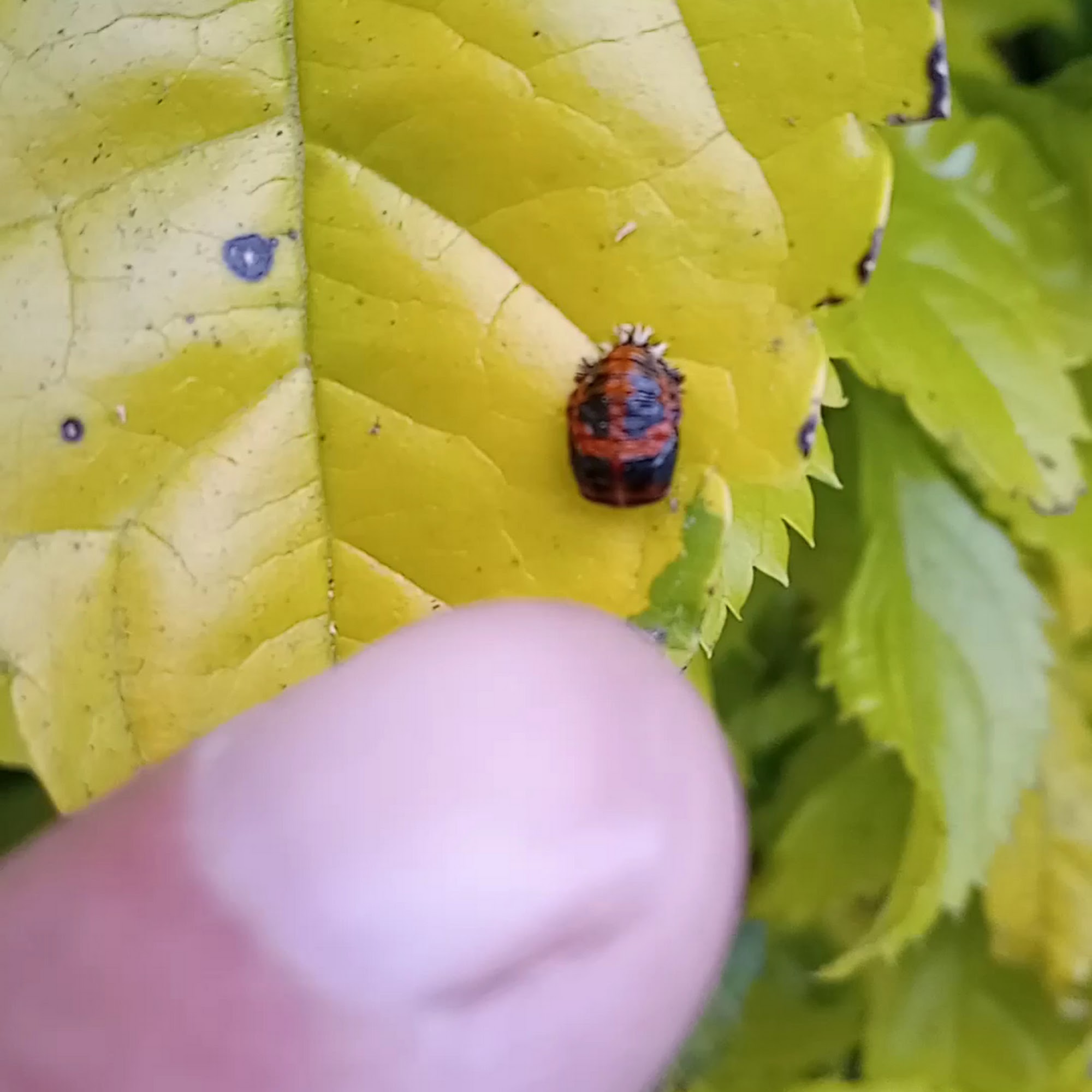 Studio City Animal Hospital Studio City