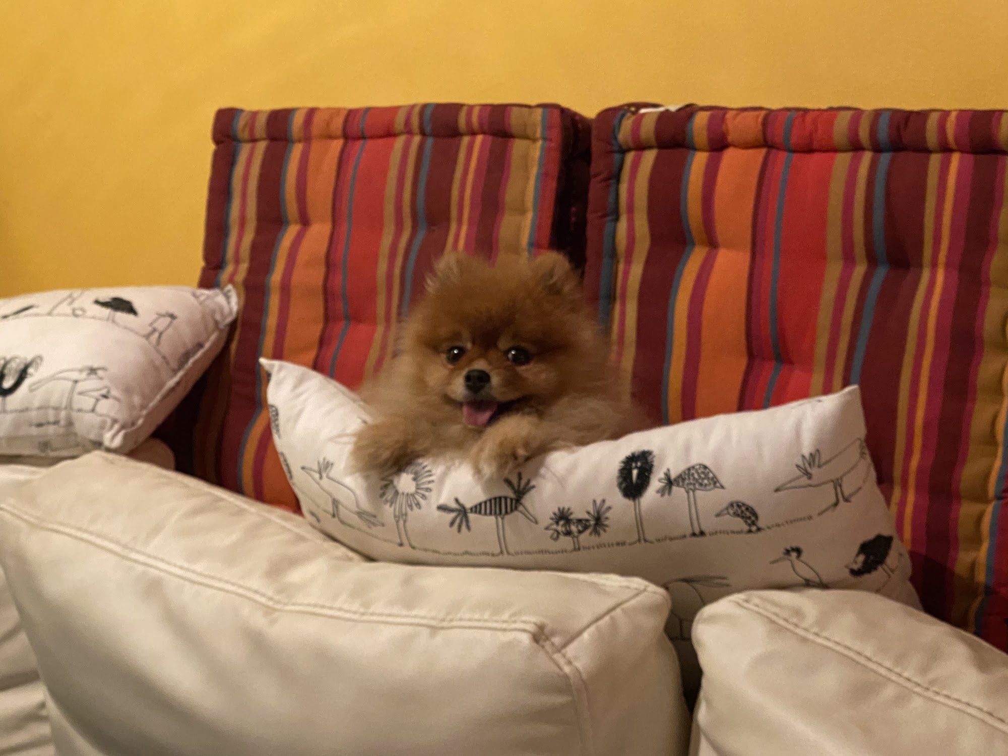 Dog Hotel, Cat Hotel Pet Resort FDG Studio City