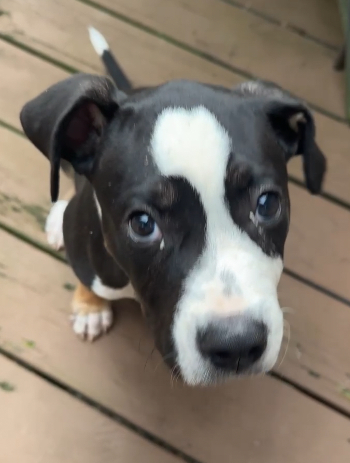 DR Doghouse Bully Crew Rescue Studio City