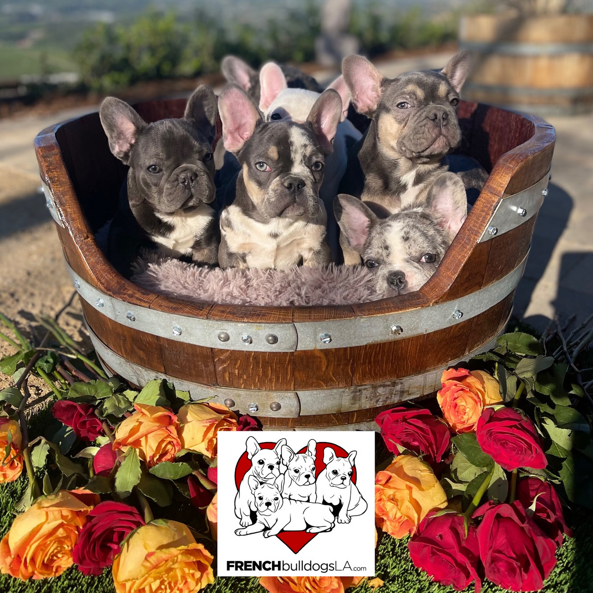 French Bulldogs LA - Frenchies Breeder 10673 Valleyheart Dr Dr, Studio City California 91604