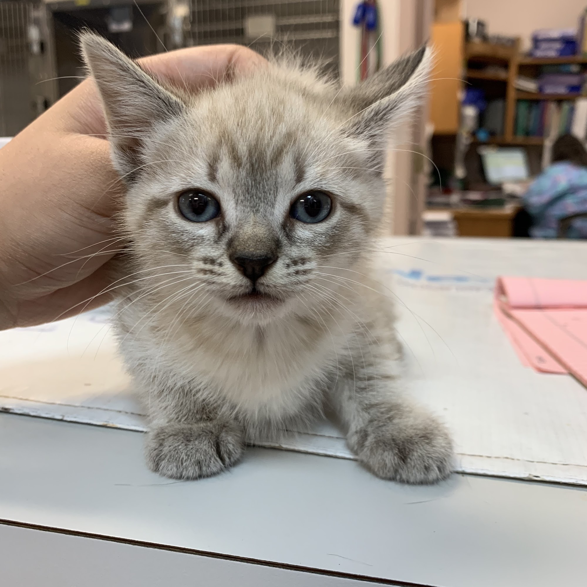 All 4 Paws Veterinary Hospital Suisun City