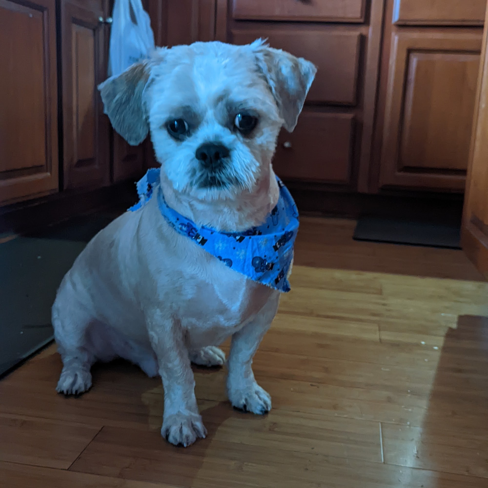 Tidy Tails Grooming Suisun City