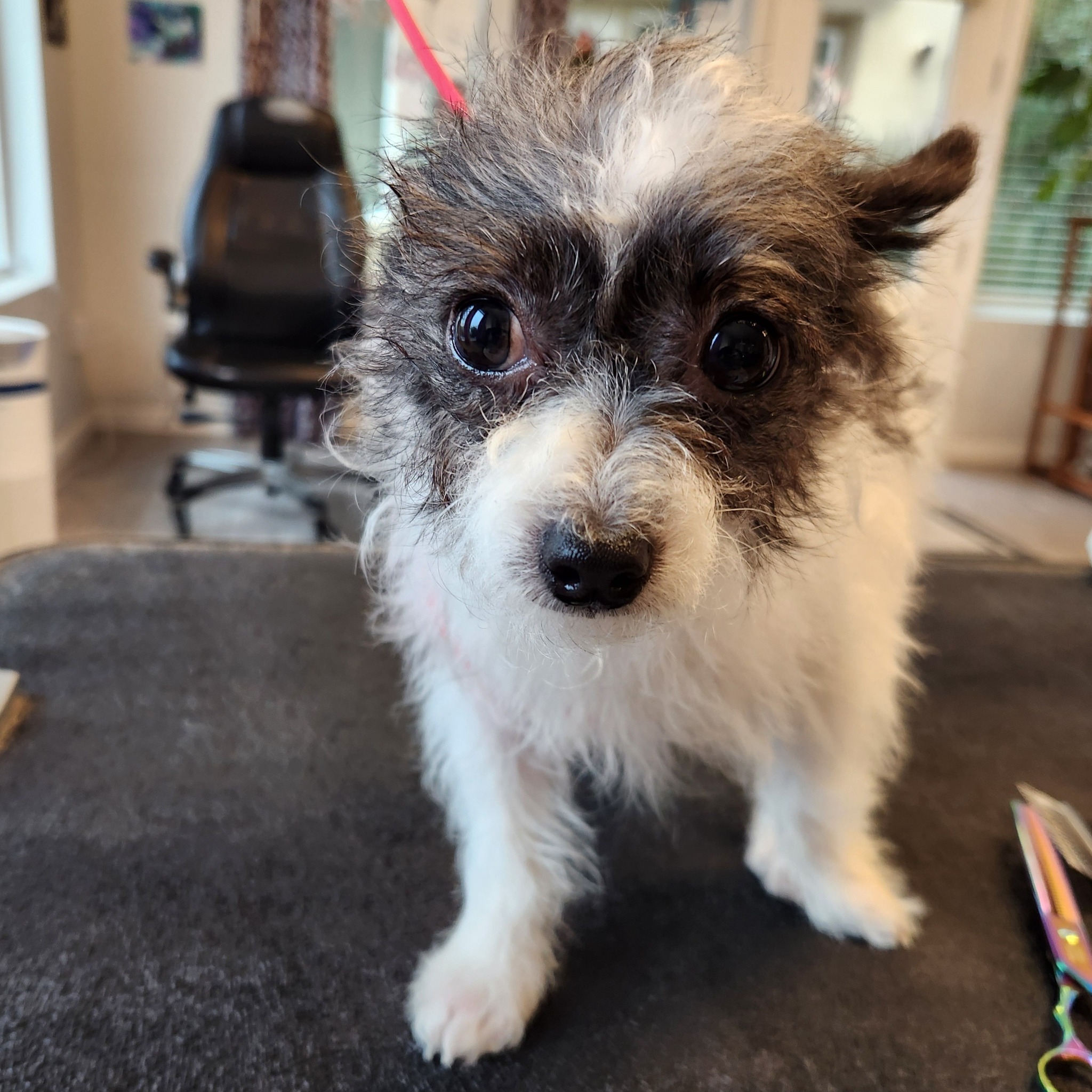 April's Angelic Paws Premium Pet Spa Suisun City