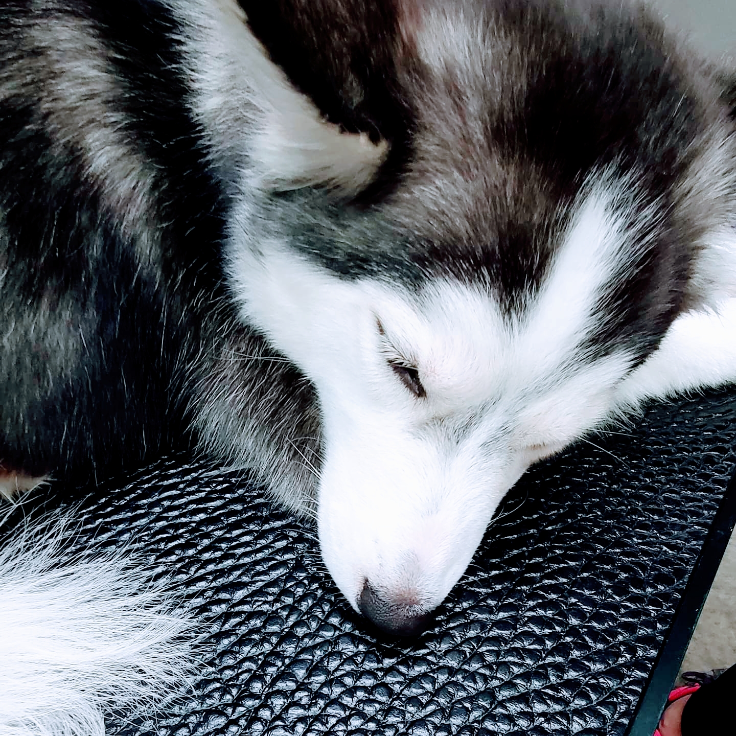 Smarty Paws Suisun City