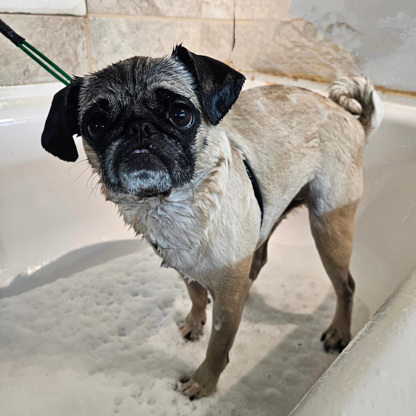 Scissor Me Pretty Dog Grooming & Boutique Suisun City