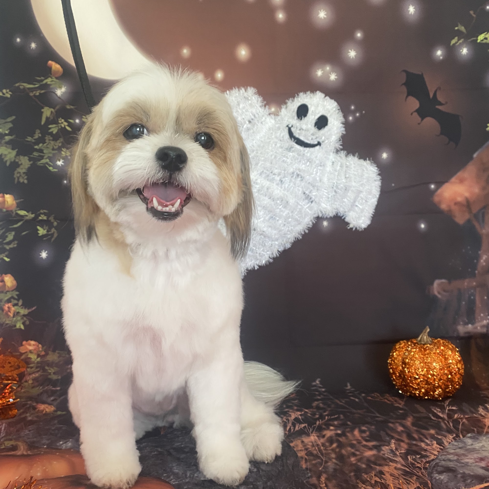 Little Shop of Howlers Suisun City