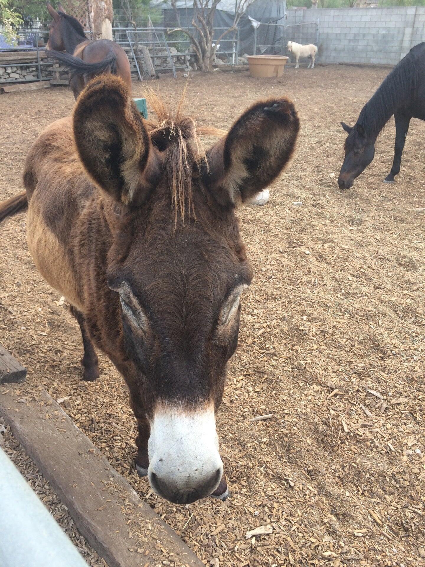 Red Rowan : Dr. Megan Bamford Sun Valley