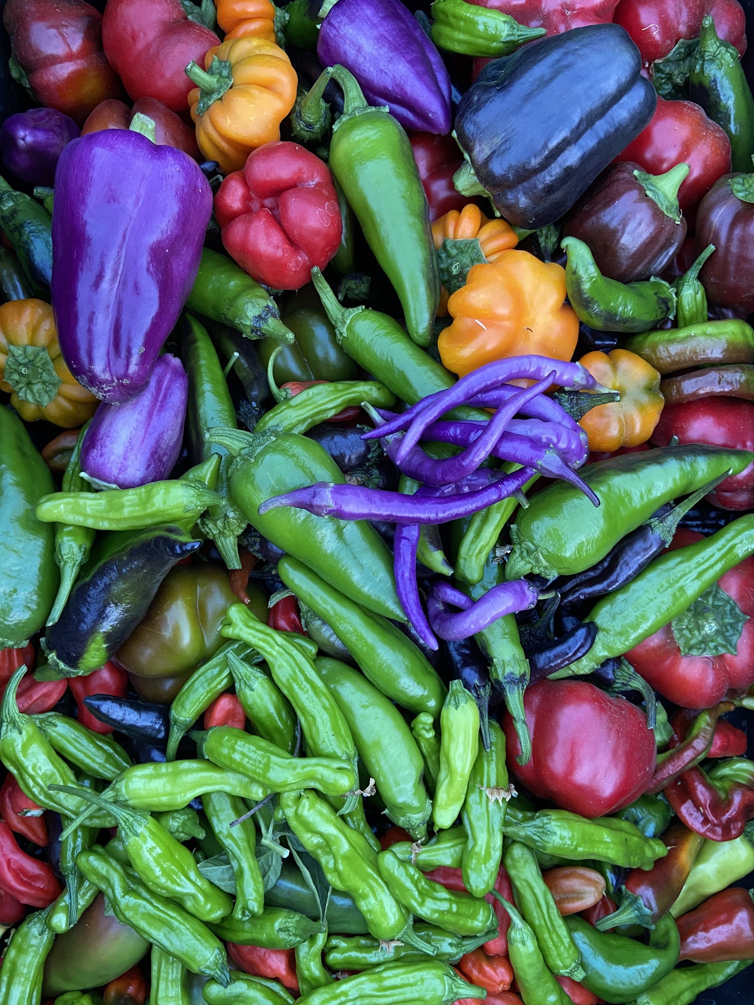 The Hungry Gardens Sun Valley