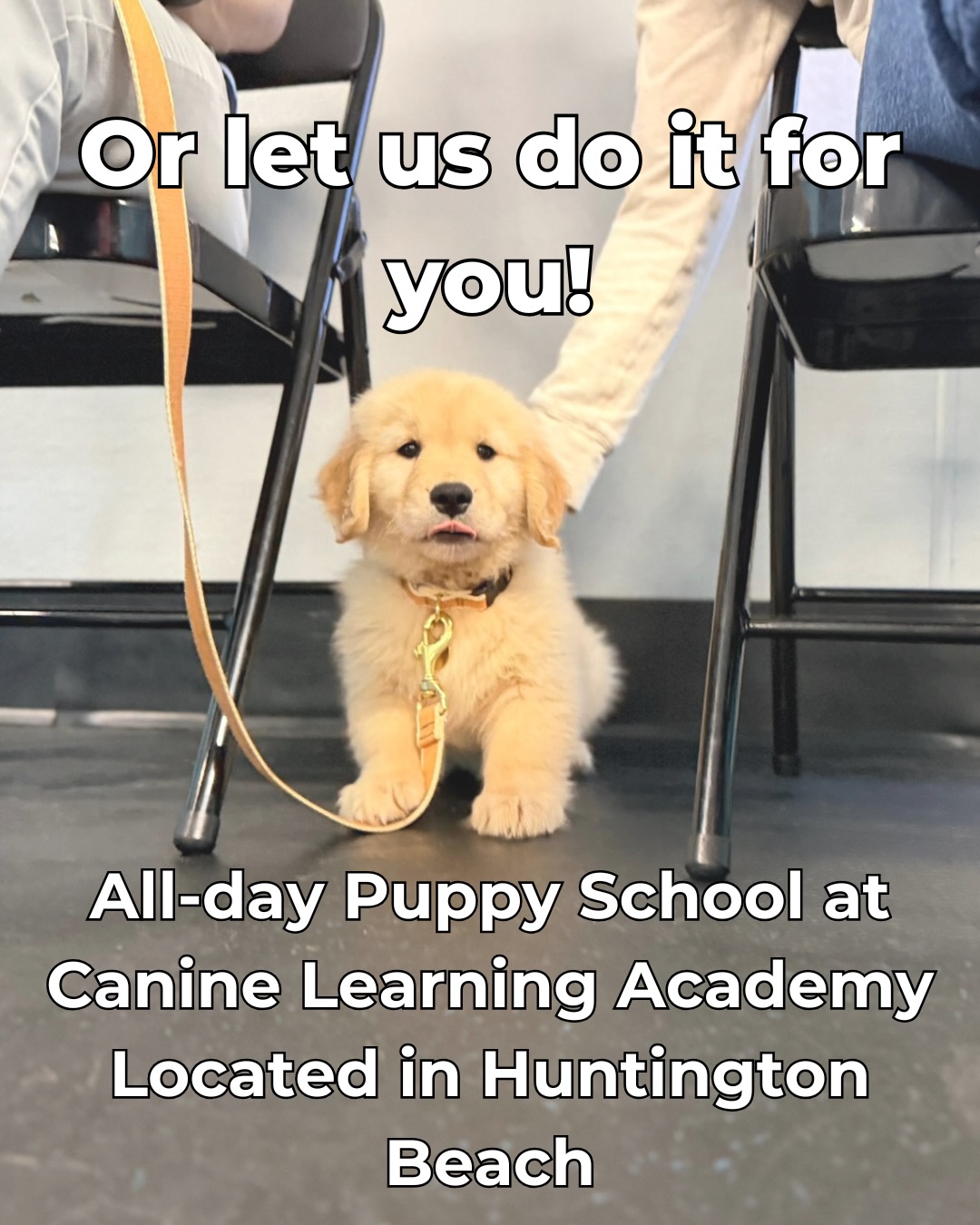 Canine Learning Academy Sunset Beach
