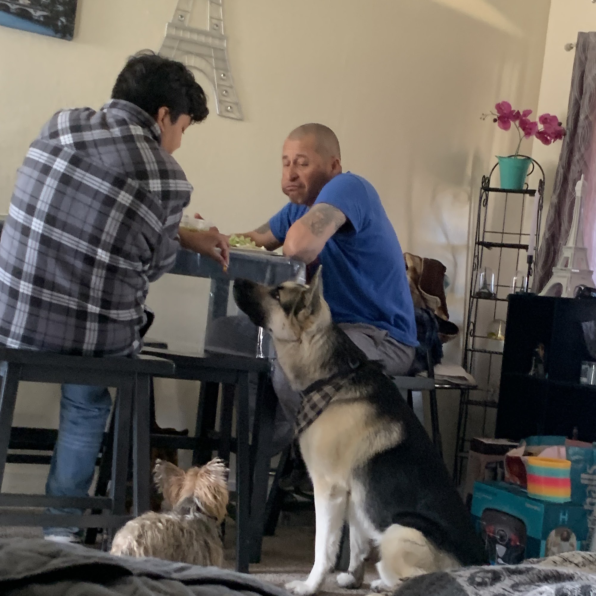 Lassen Veterinary Susanville