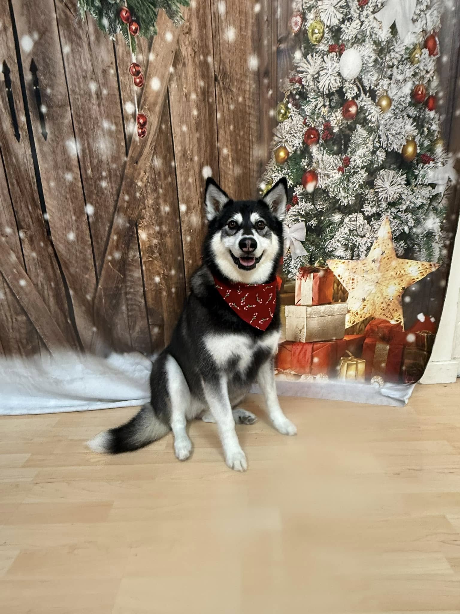 The Dirty Paw Spa Susanville