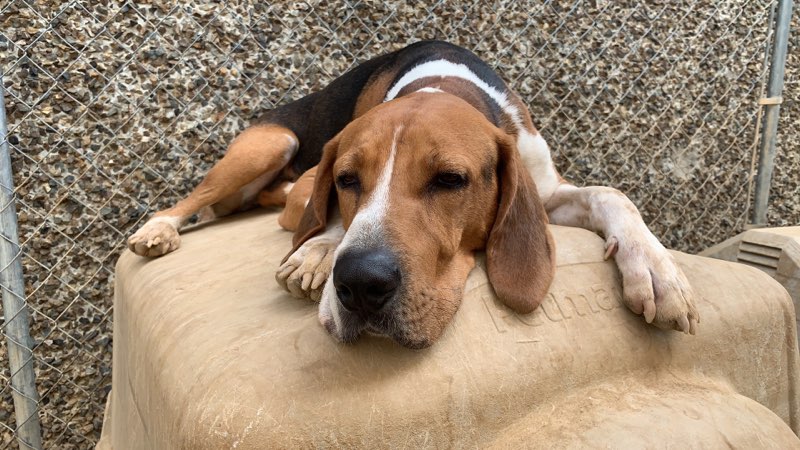 Paradise Doggie Daycare Sutter Creek